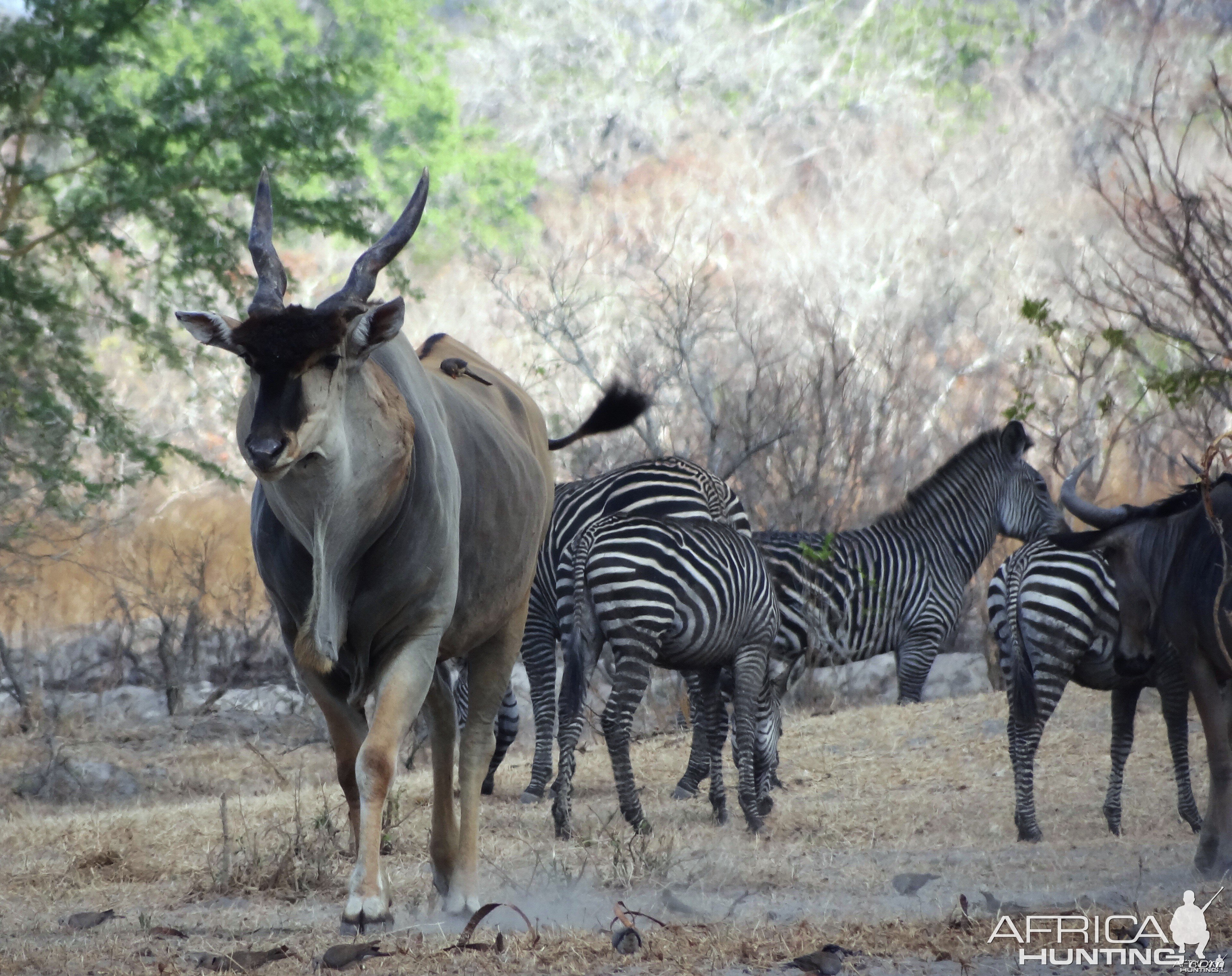 Eland - Tanzania