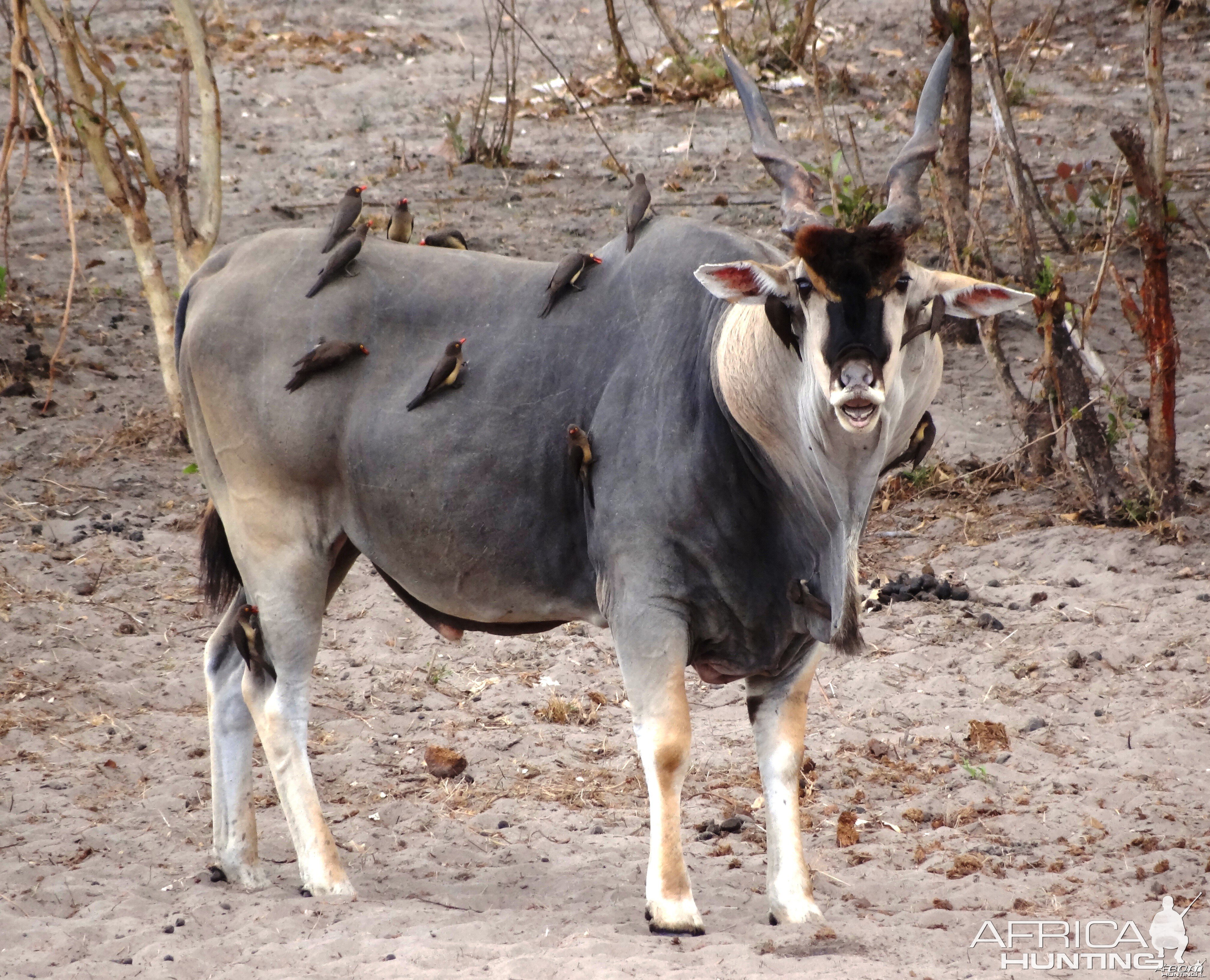 Eland - Tanzania