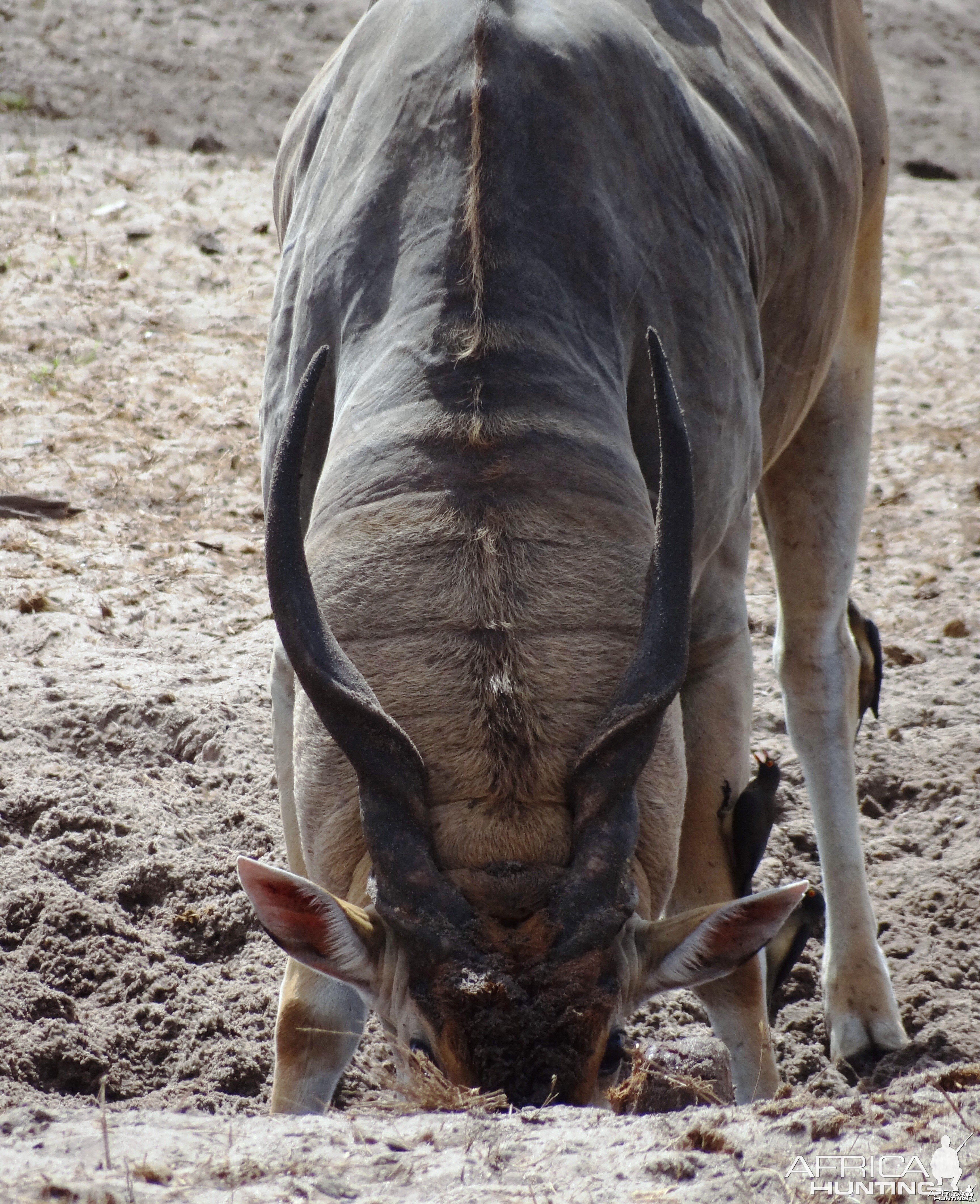 Eland - Tanzania