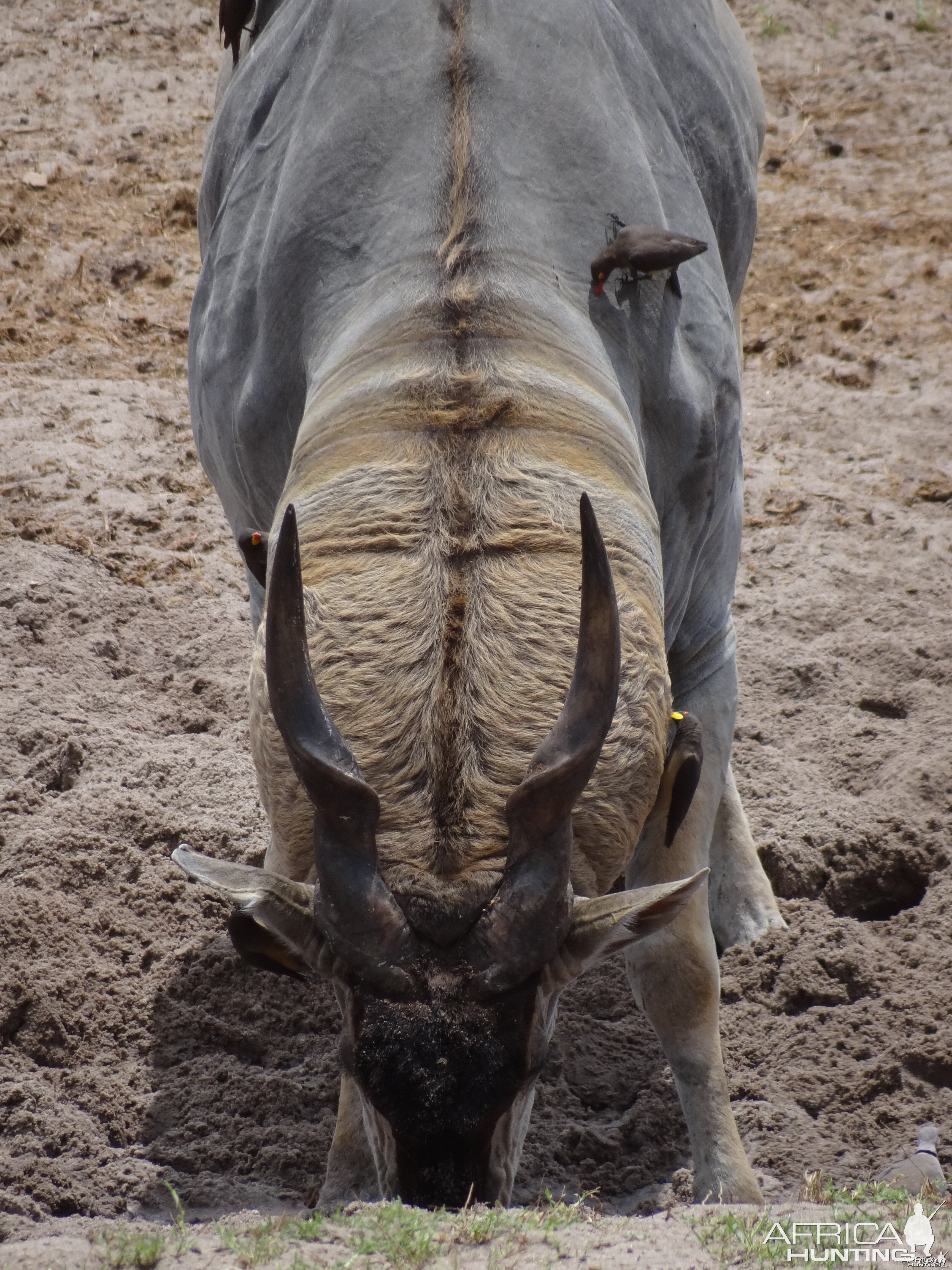 Eland - Tanzania