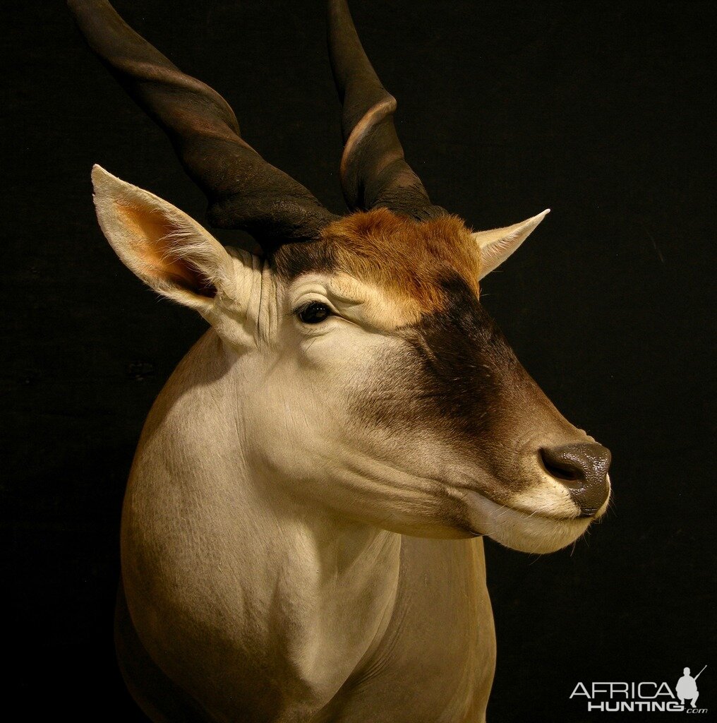 Eland Taxidermy Pedestal