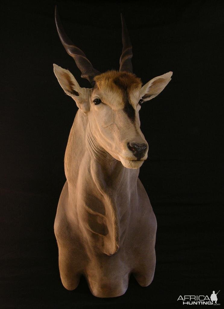 Eland Taxidermy