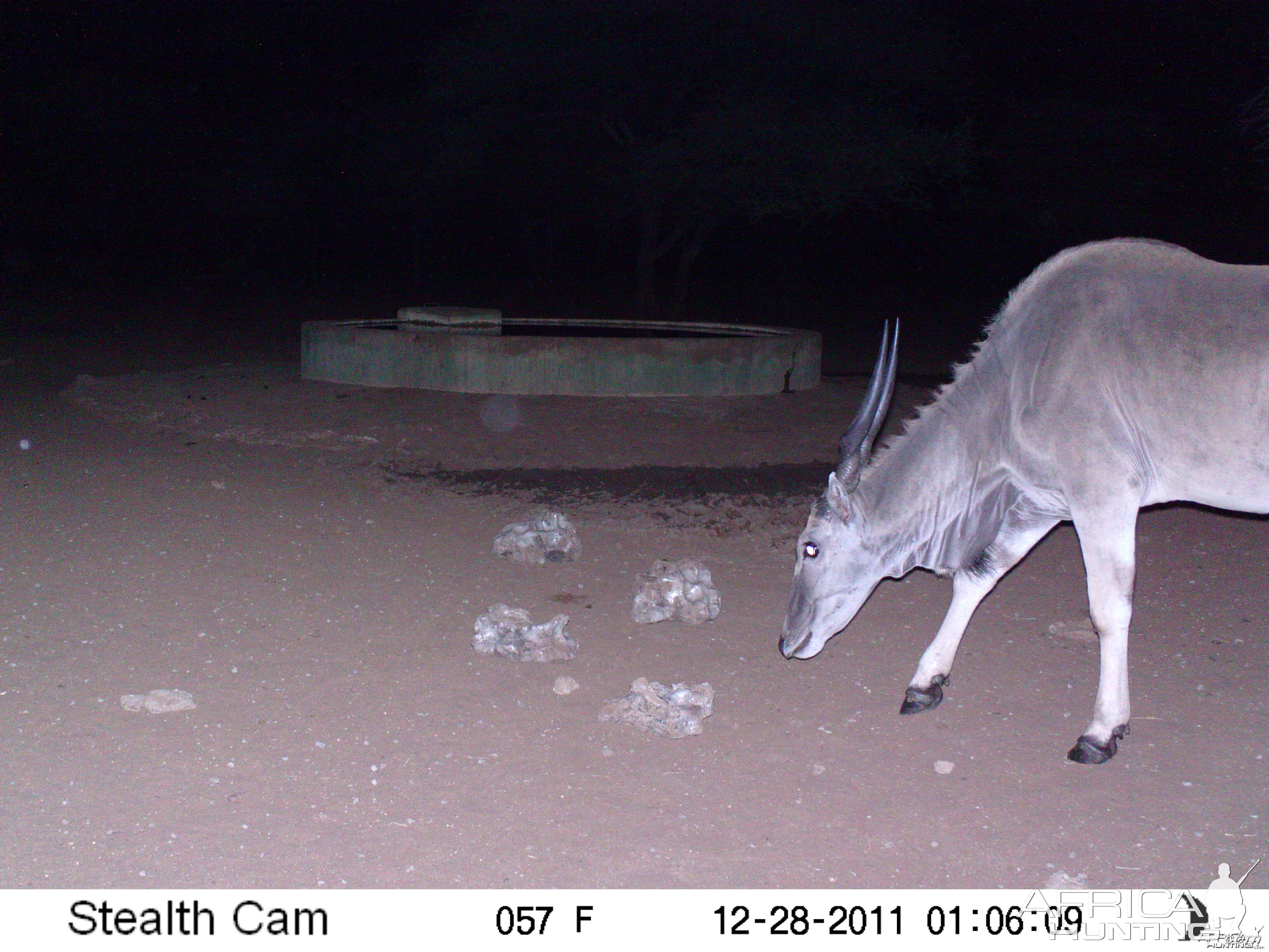 Eland Trail Camera Namibia