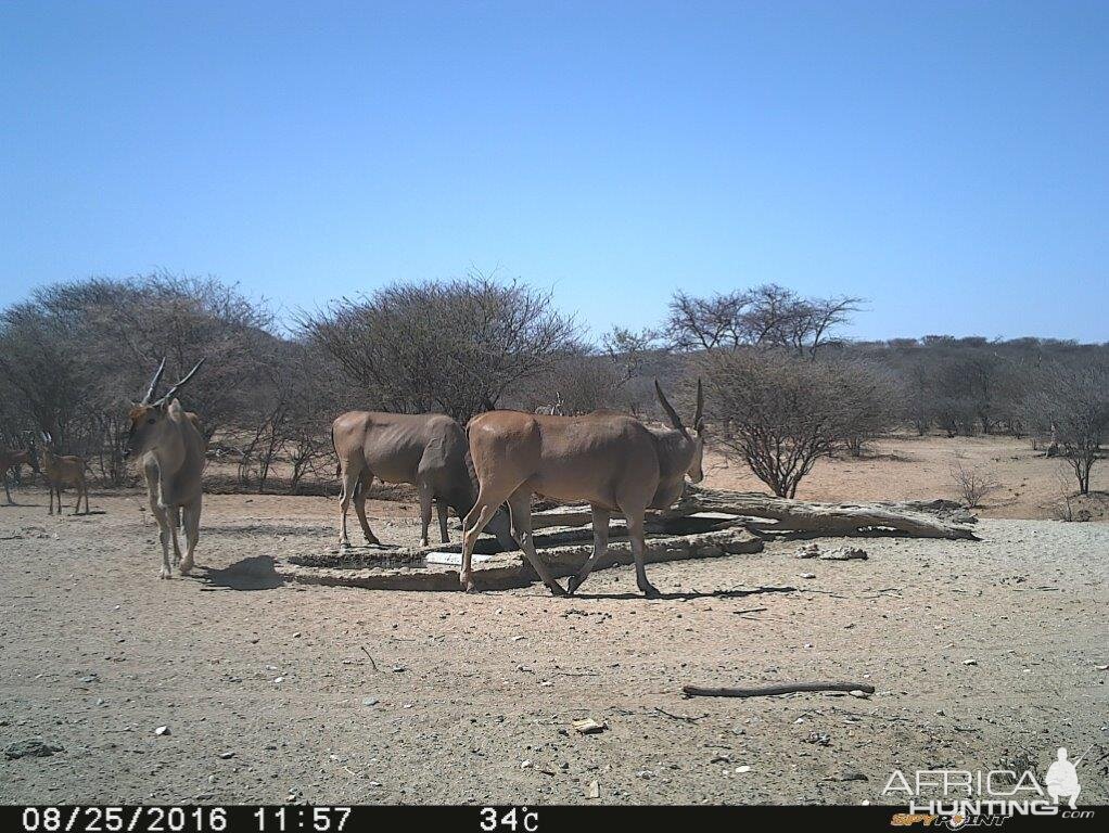 Eland Trial Cam