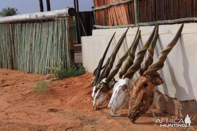 Eland Trophies