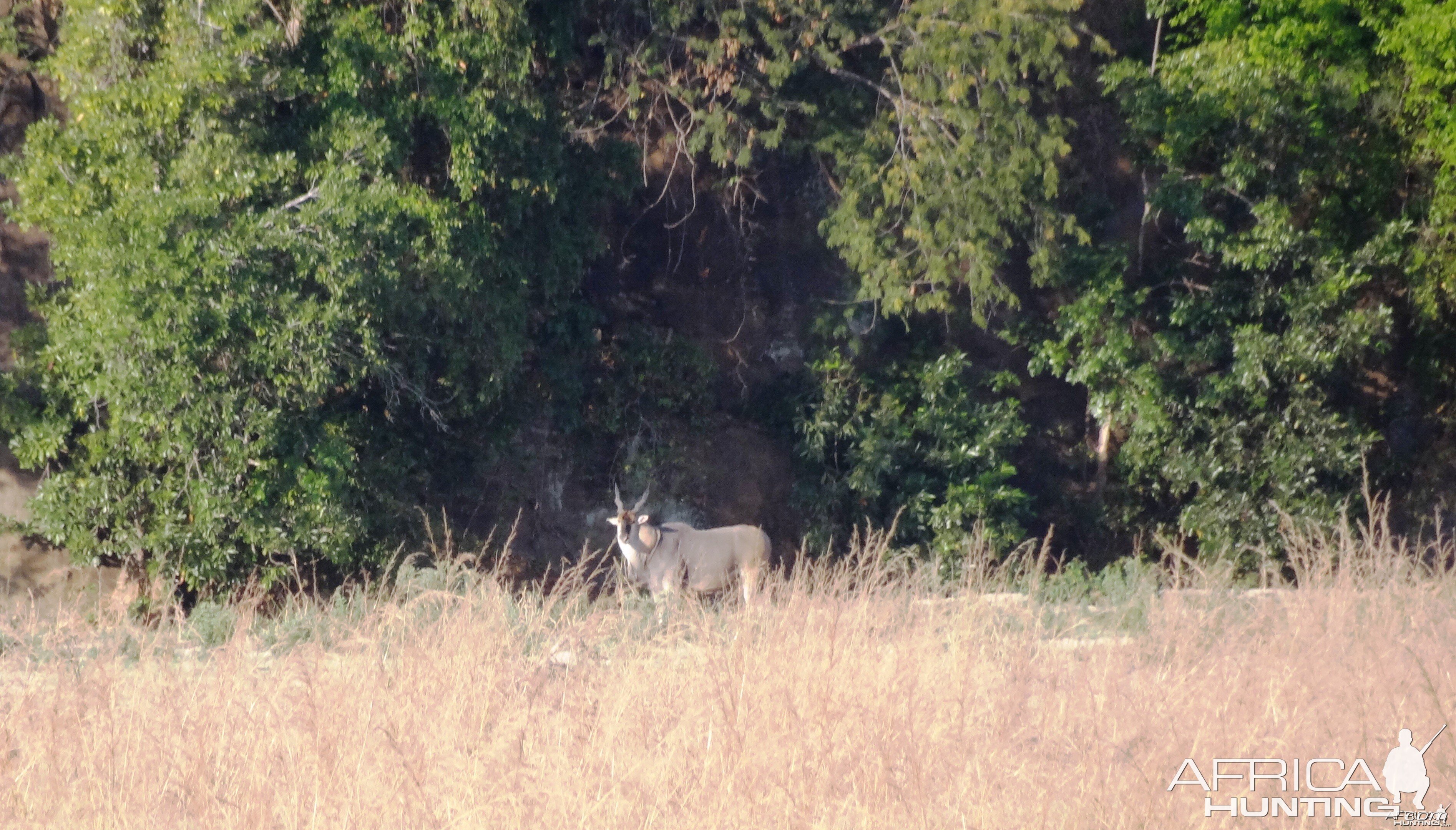 Eland