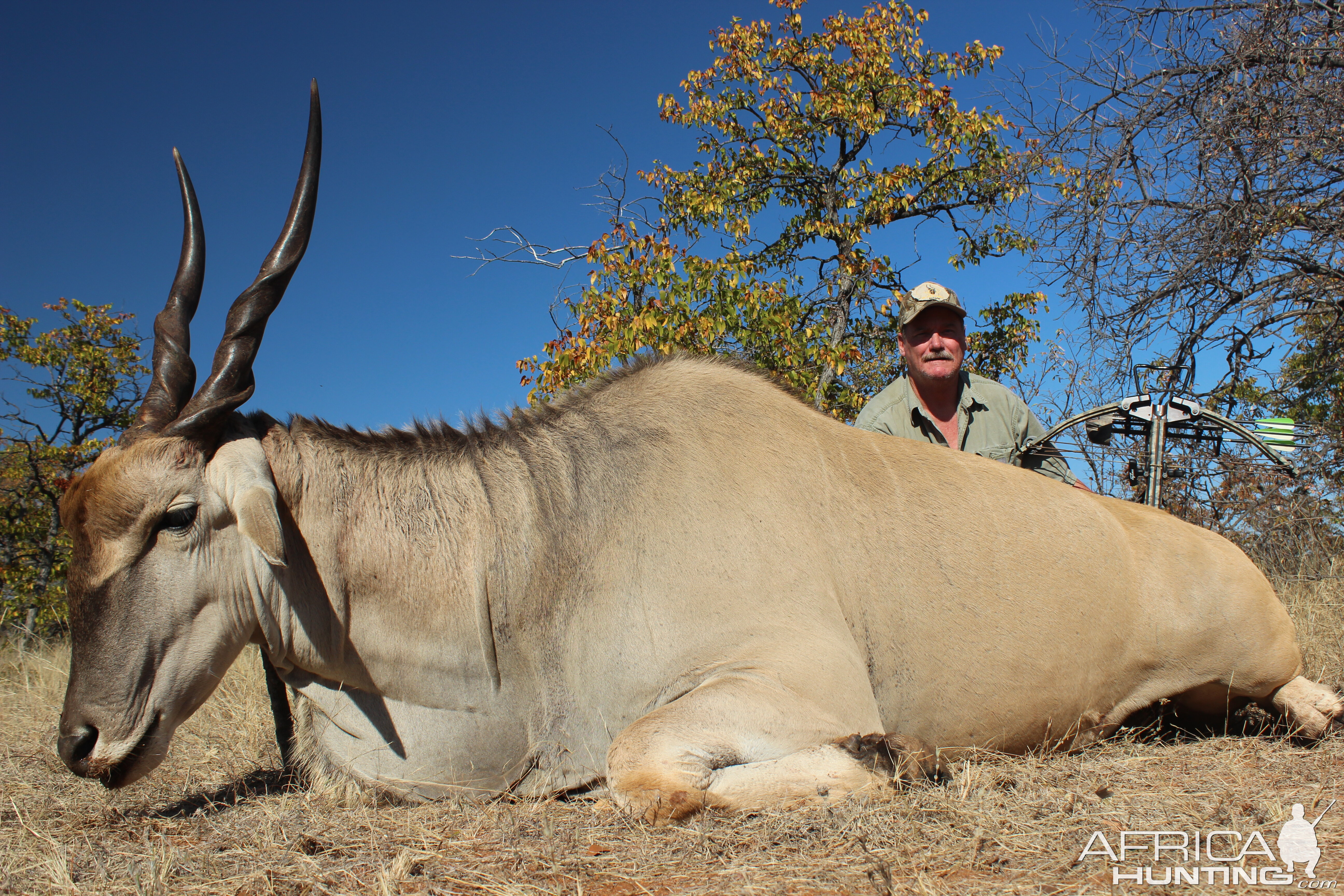 Eland