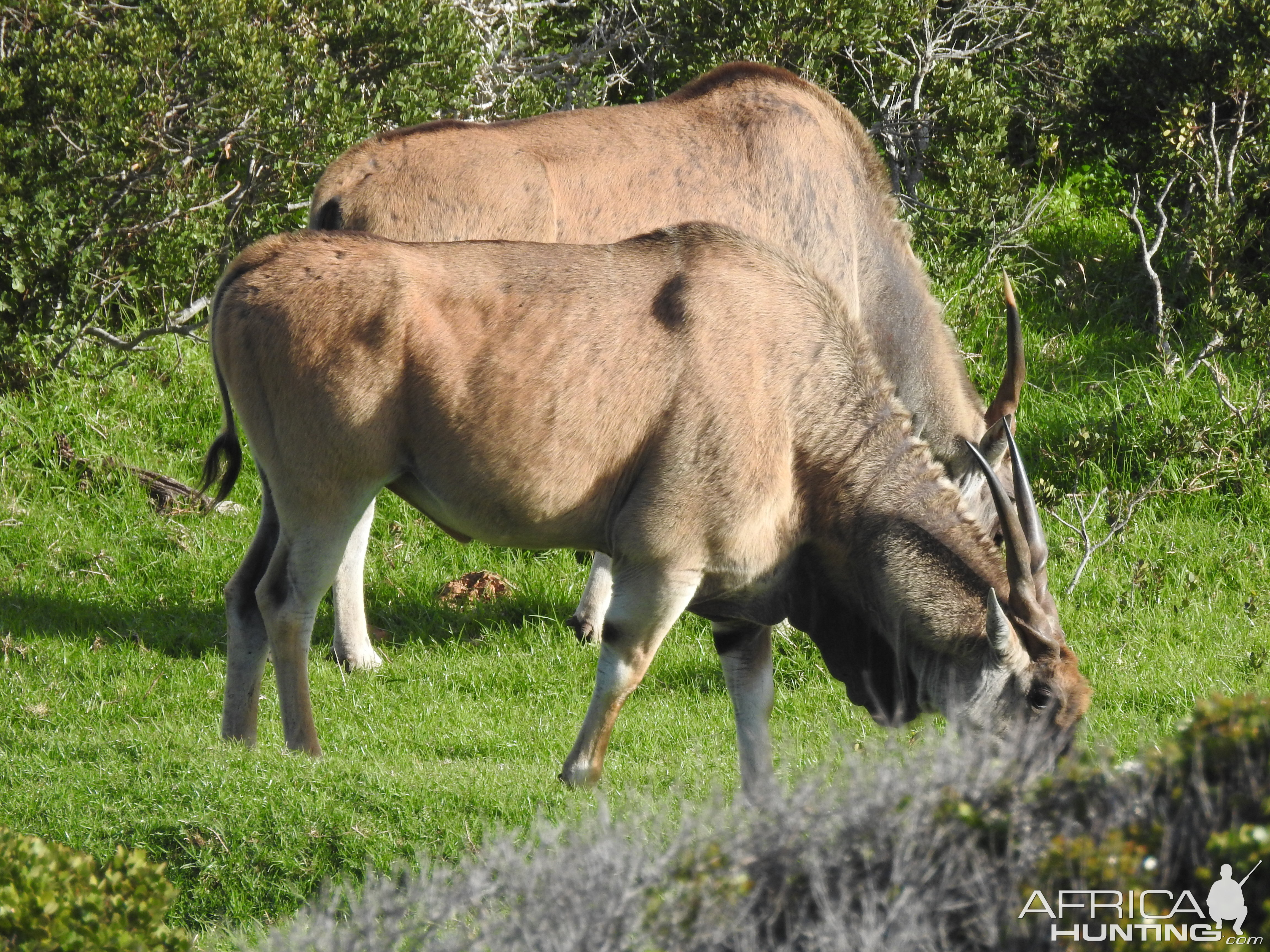 Eland