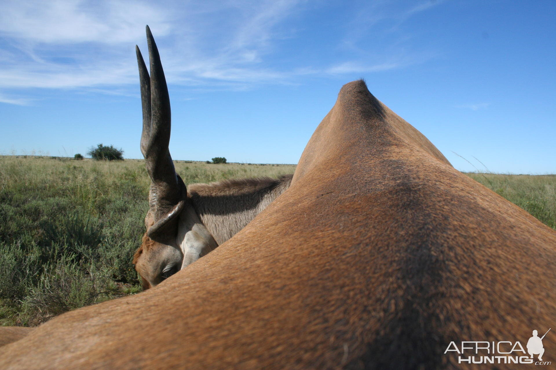 Eland