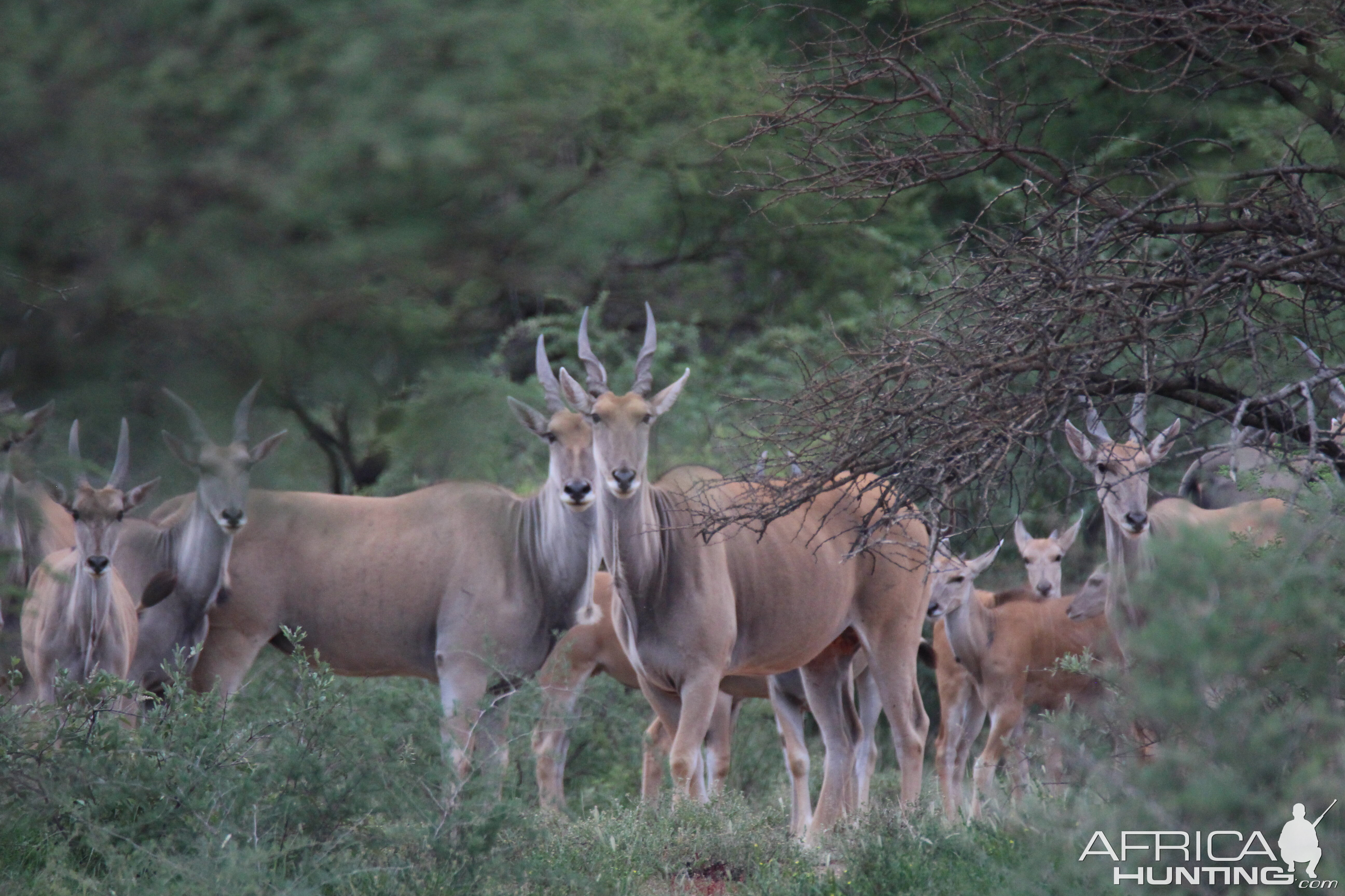 Eland