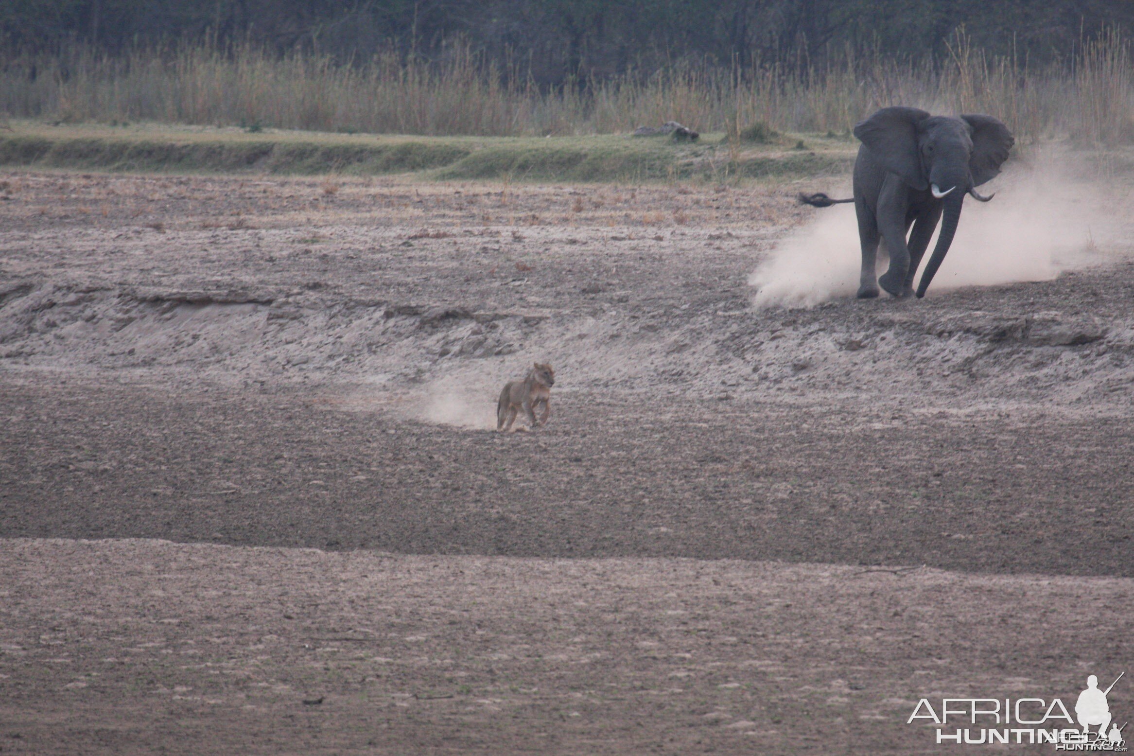 Ele chasing lions in Tanzania