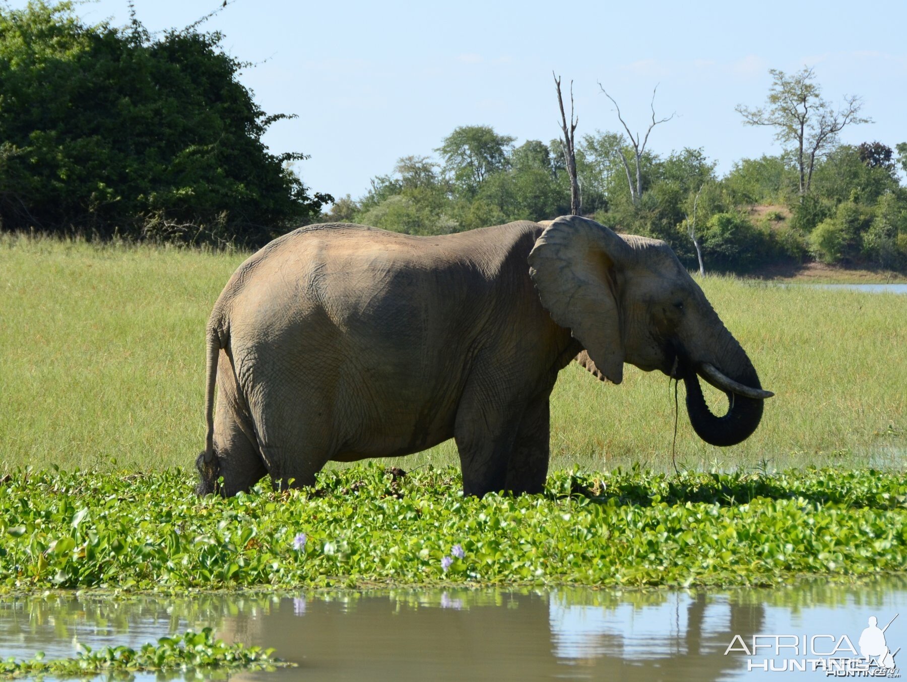 Ele Cow, Omay North, Zimbabwe