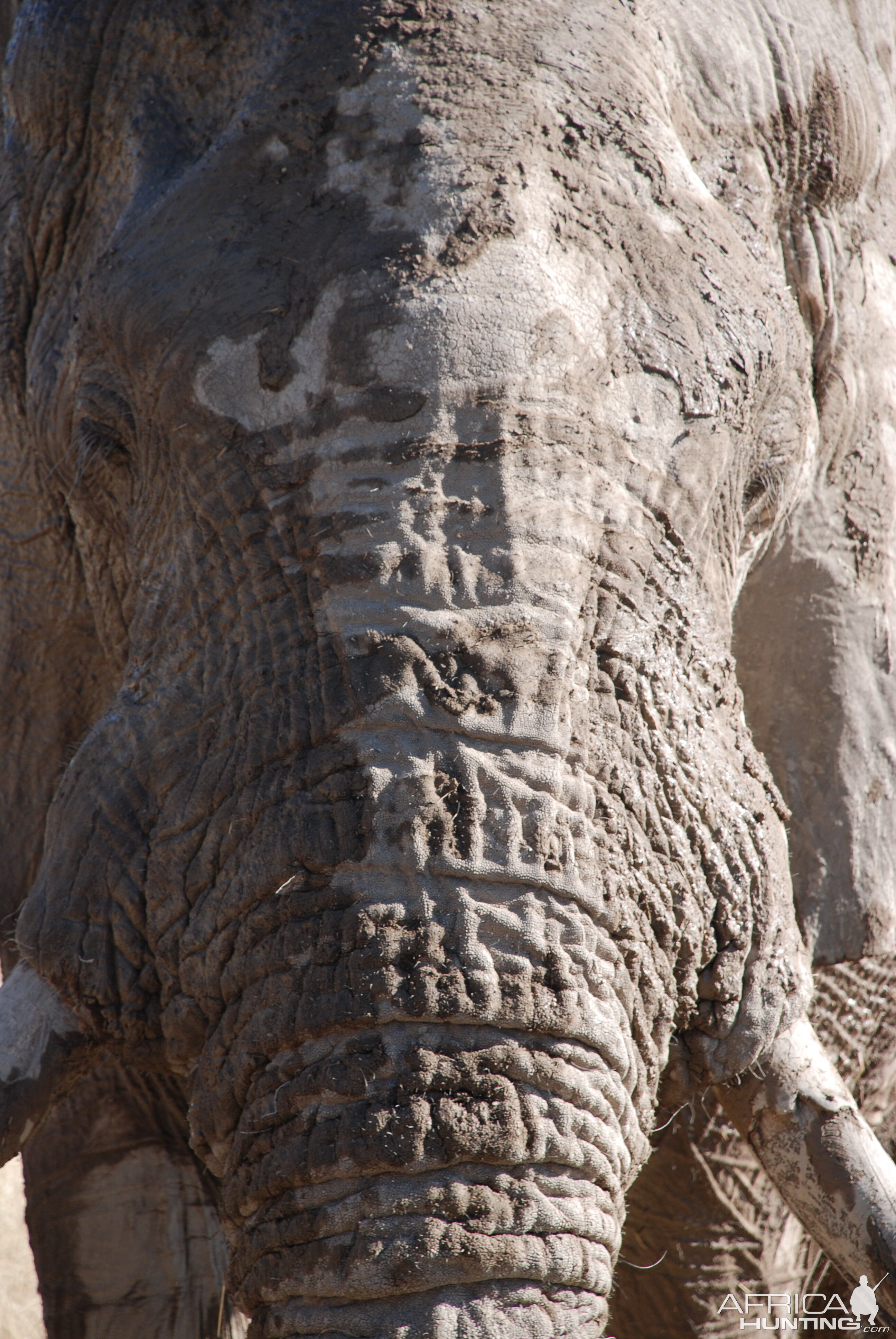 Elephant at Etosha Namibia