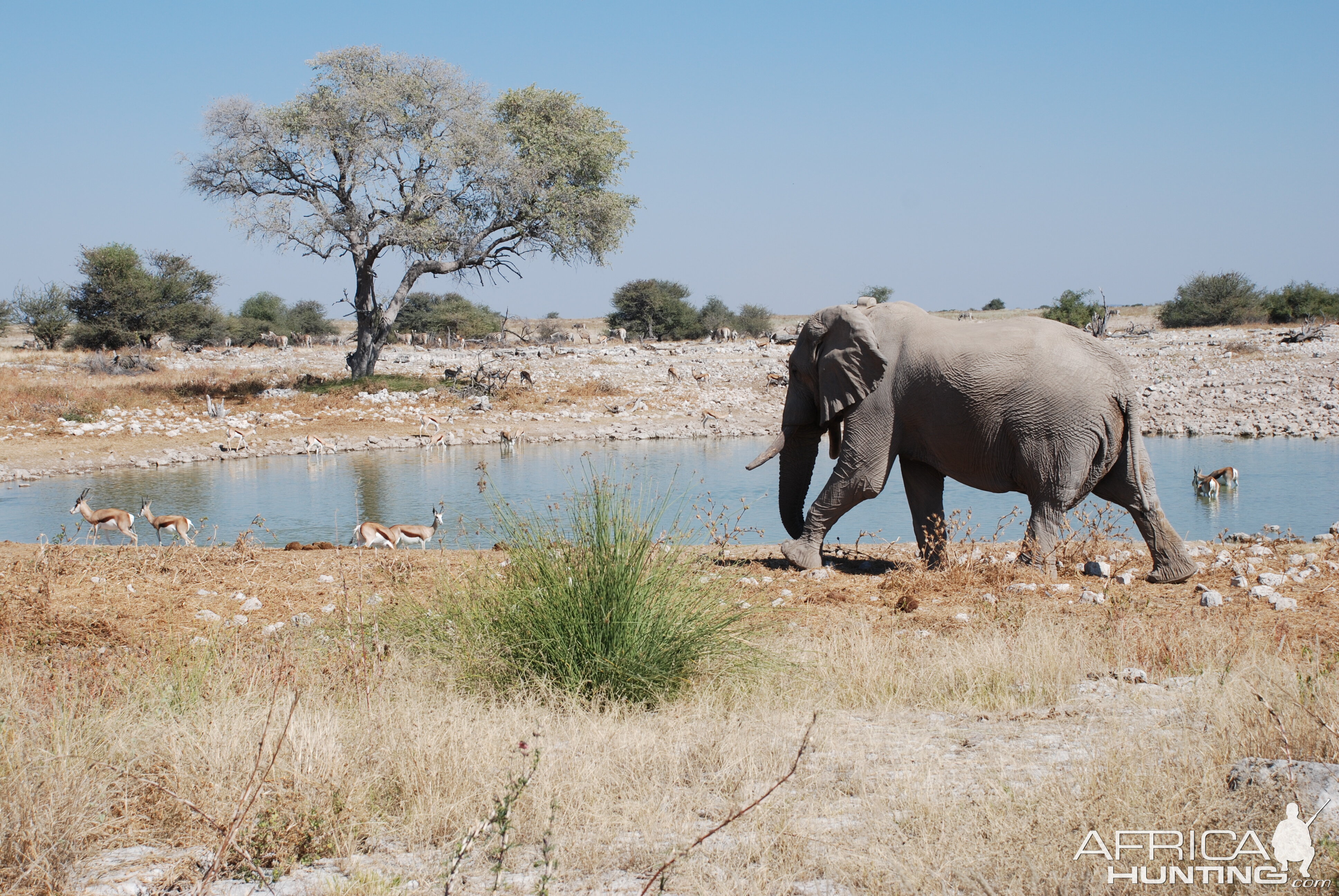 Elephant at Etosha Namibia