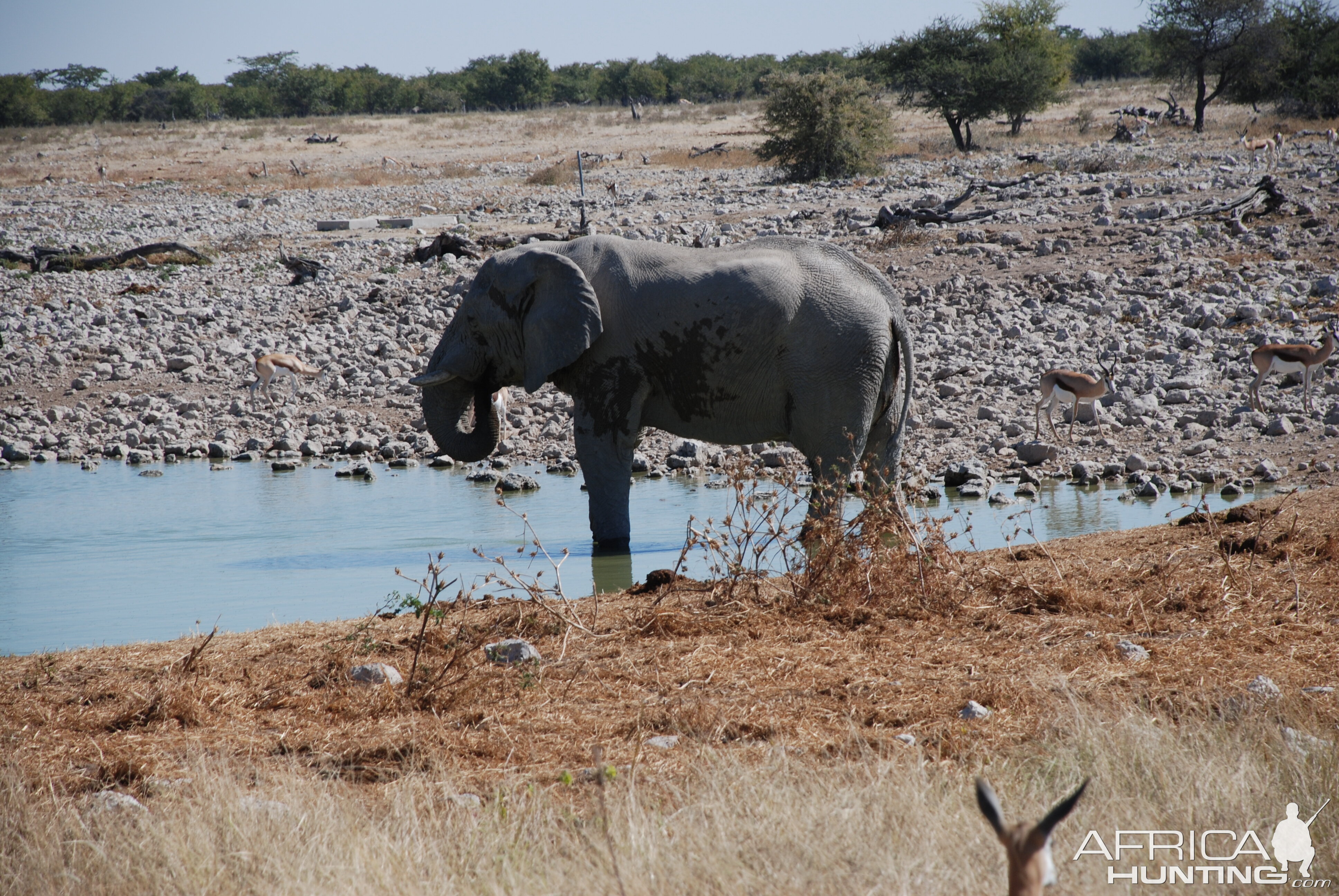 Elephant at Etosha Namibia