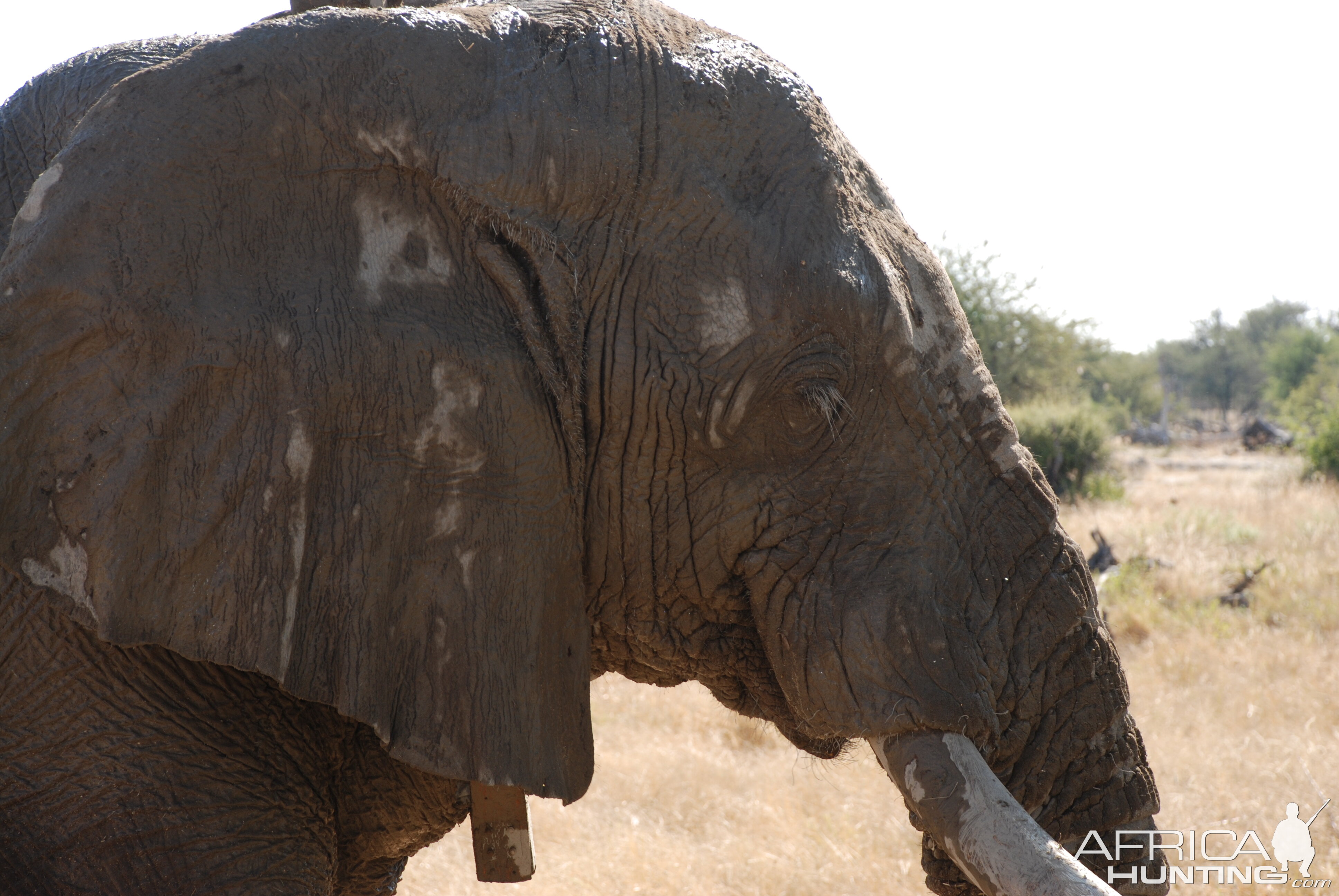 Elephant at Etosha Namibia