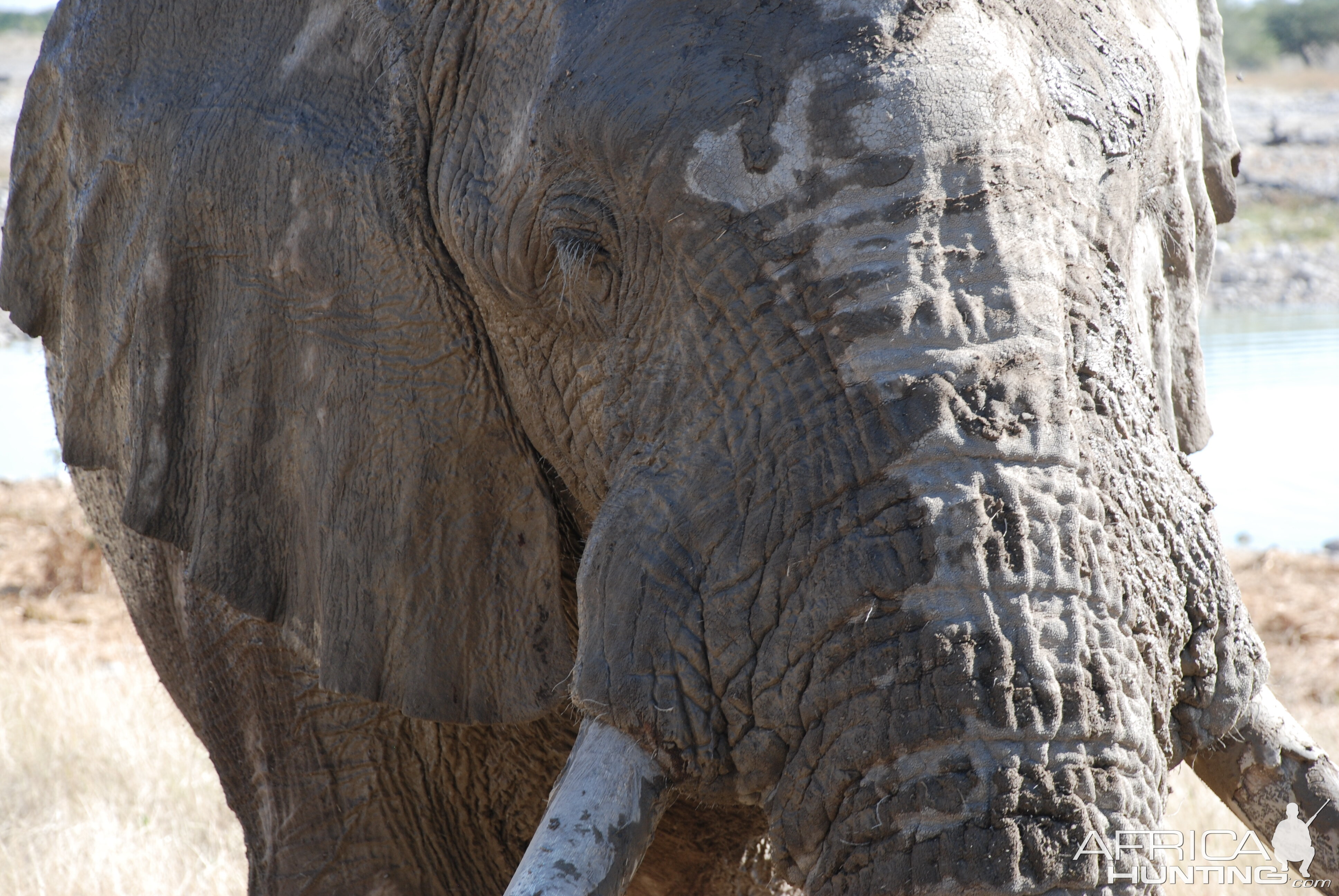 Elephant at Etosha Namibia