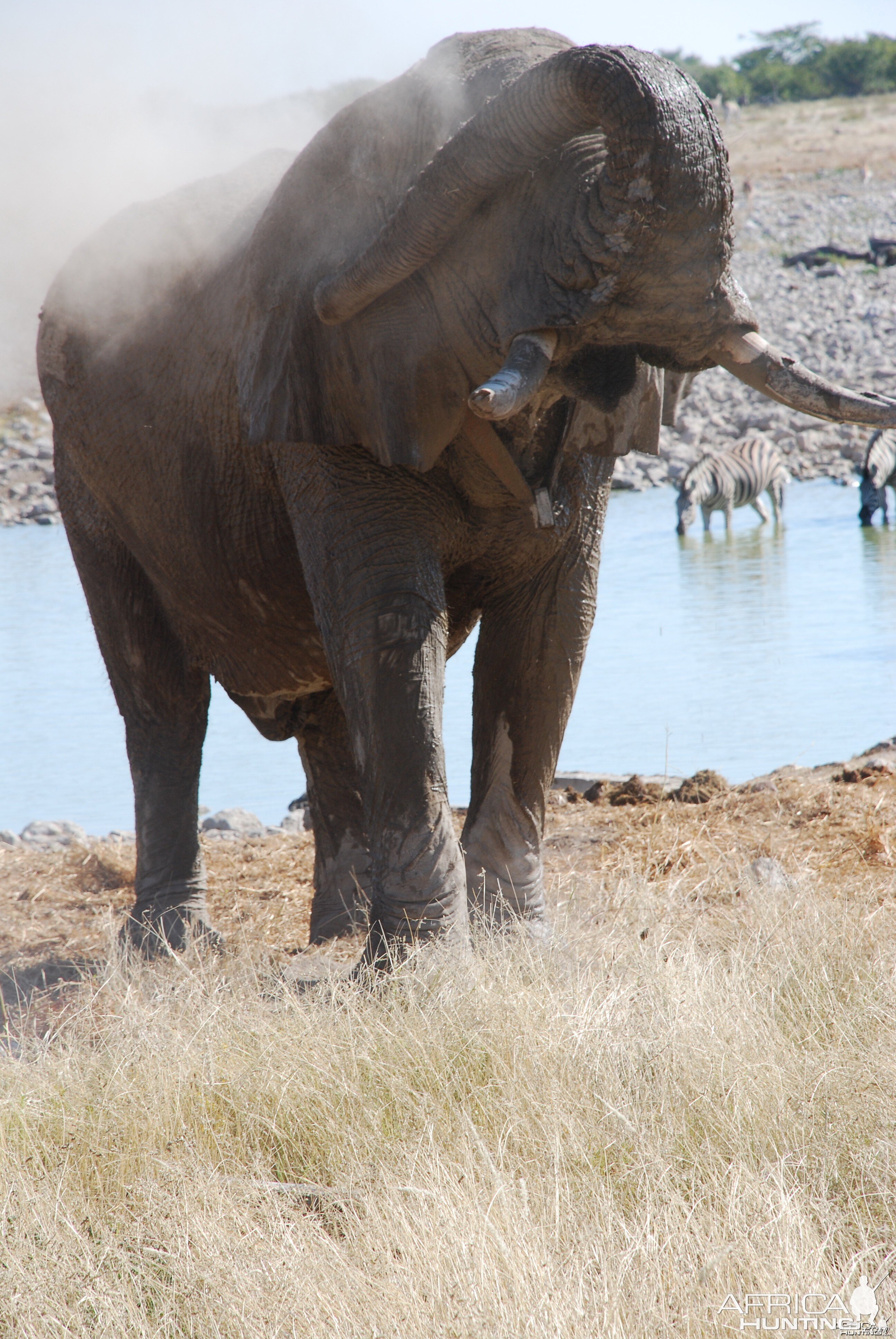 Elephant at Etosha Namibia