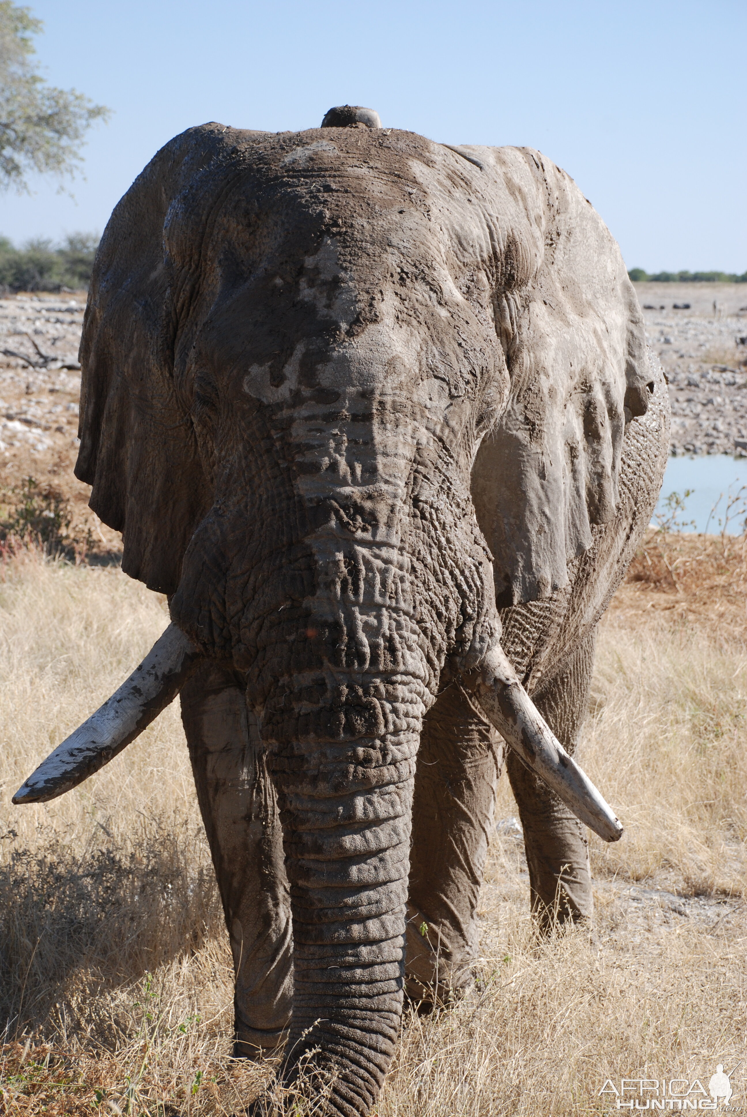 Elephant at Etosha Namibia