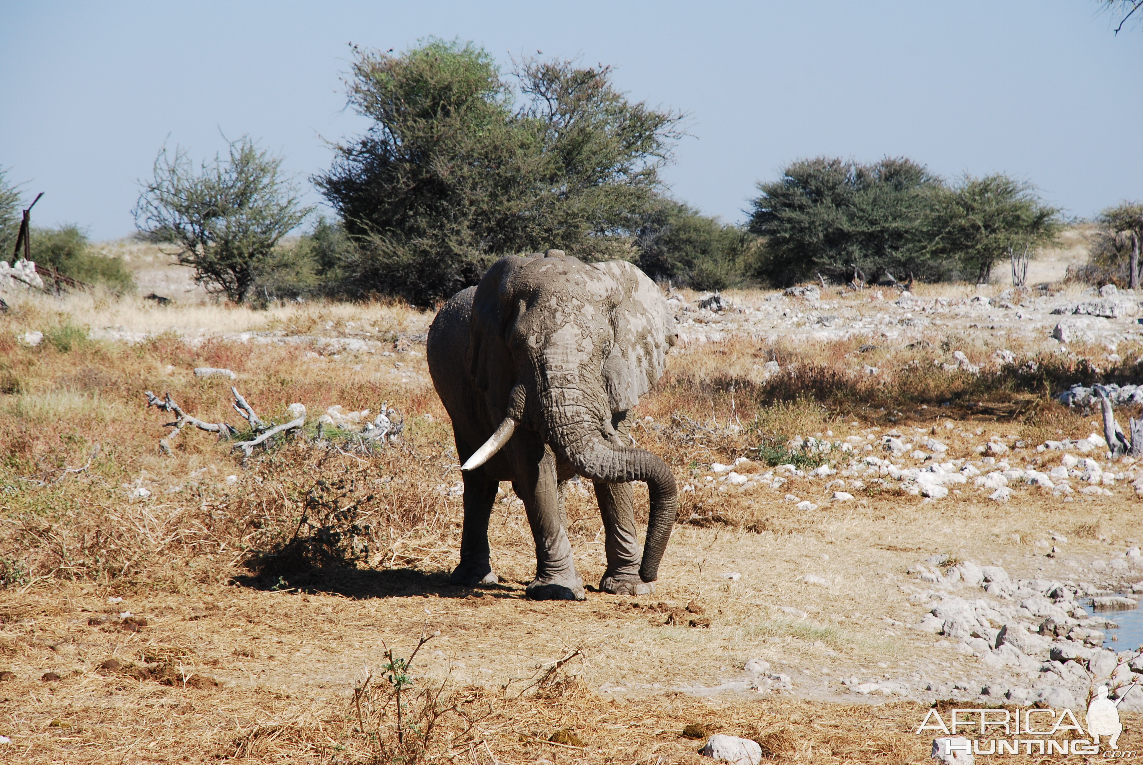 Elephant at Etosha Namibia