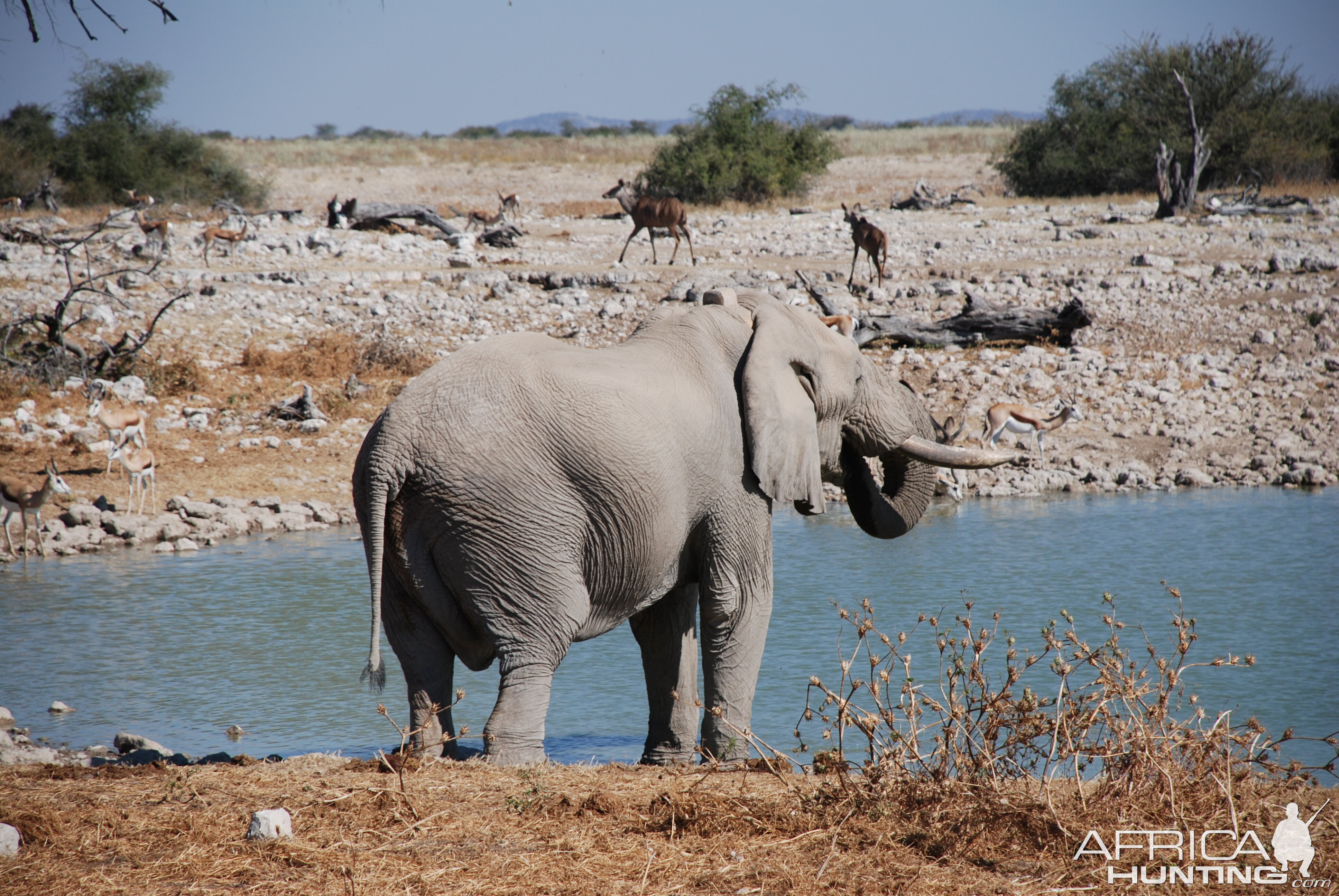 Elephant at Etosha Namibia