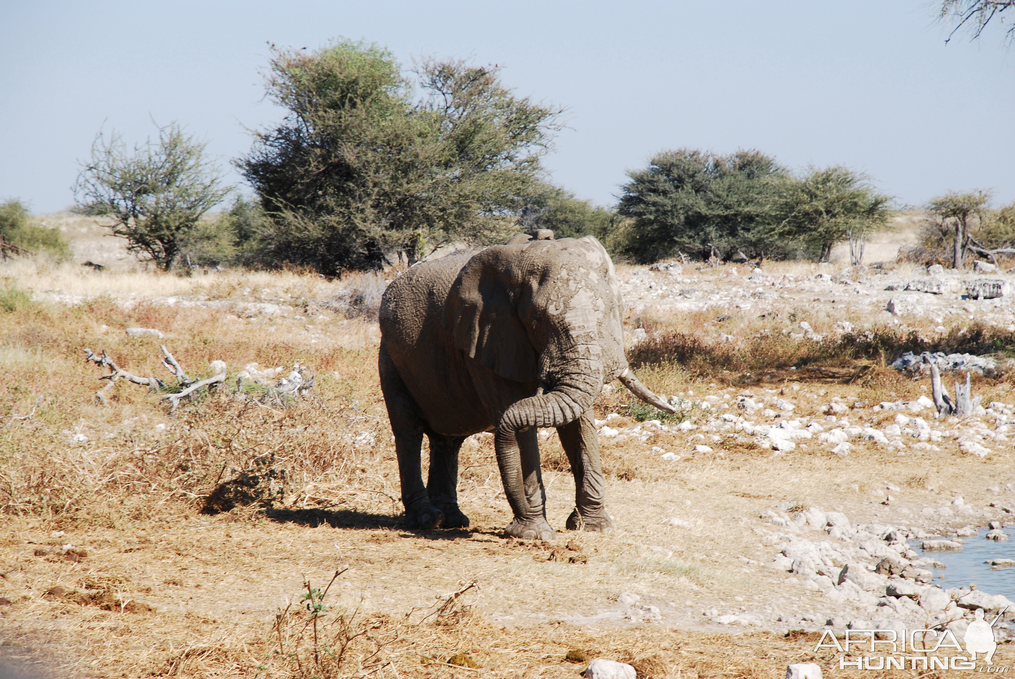 Elephant at Etosha Namibia