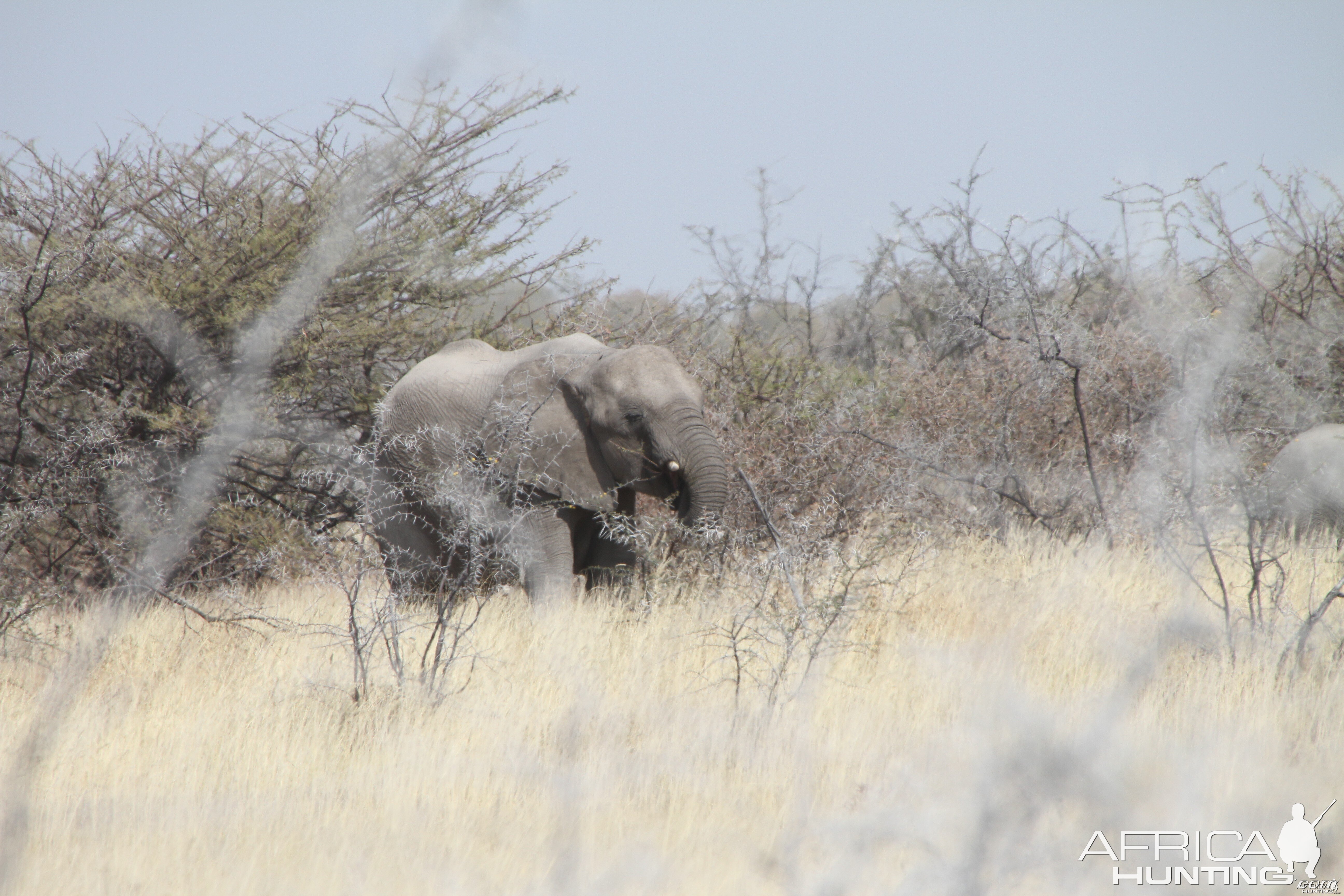 Elephant at Etosha National Park