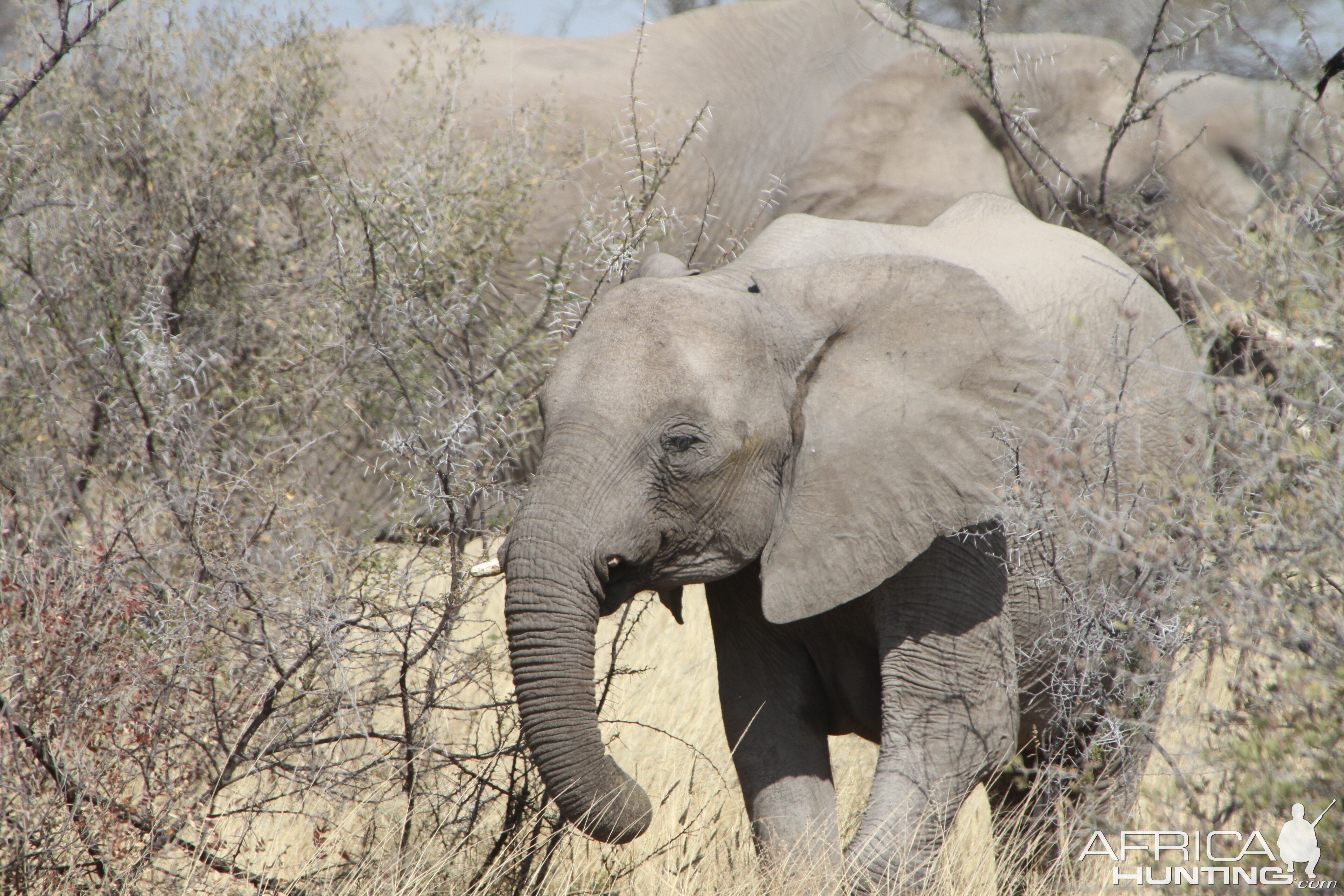 Elephant at Etosha National Park