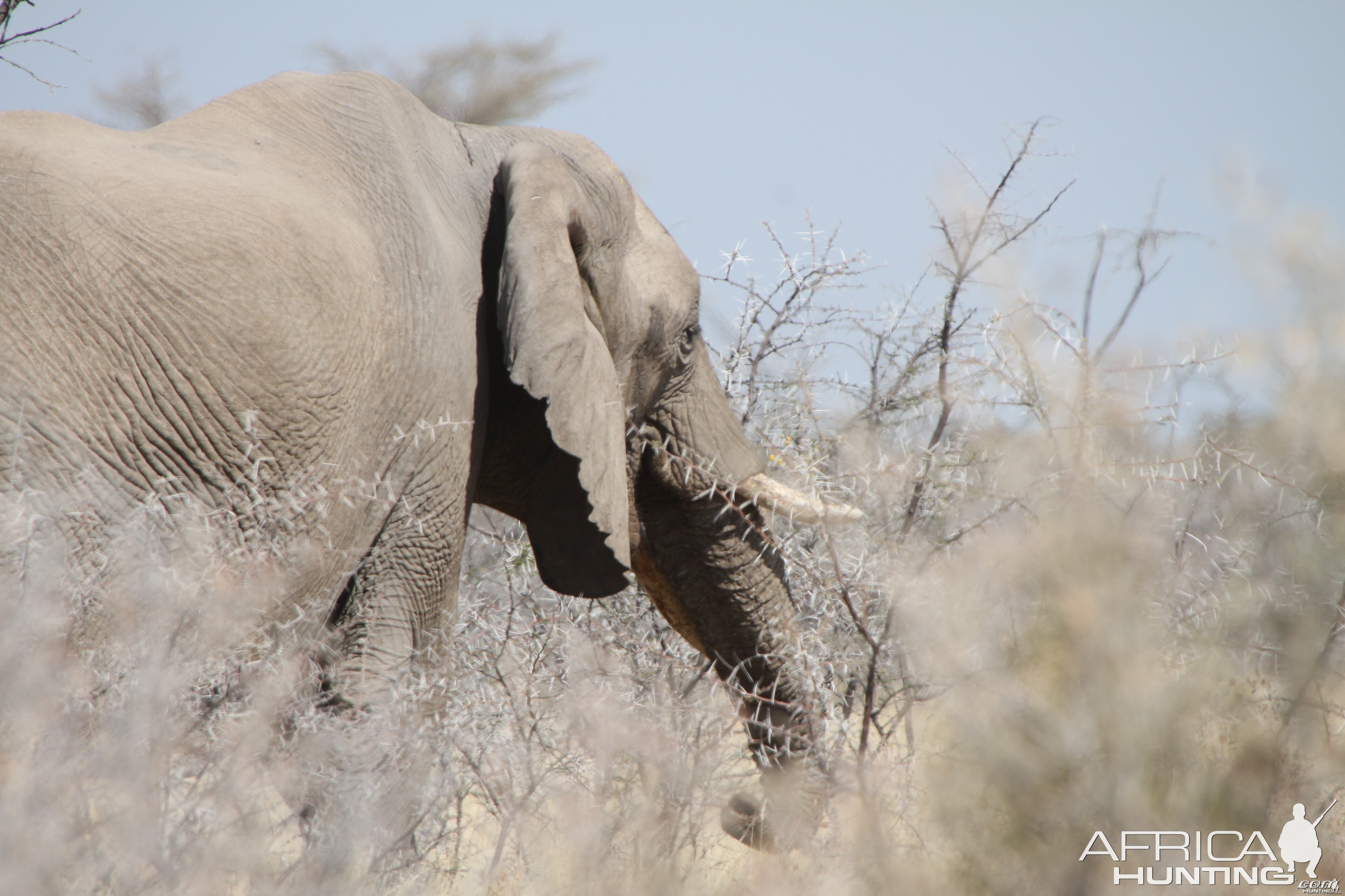 Elephant at Etosha National Park