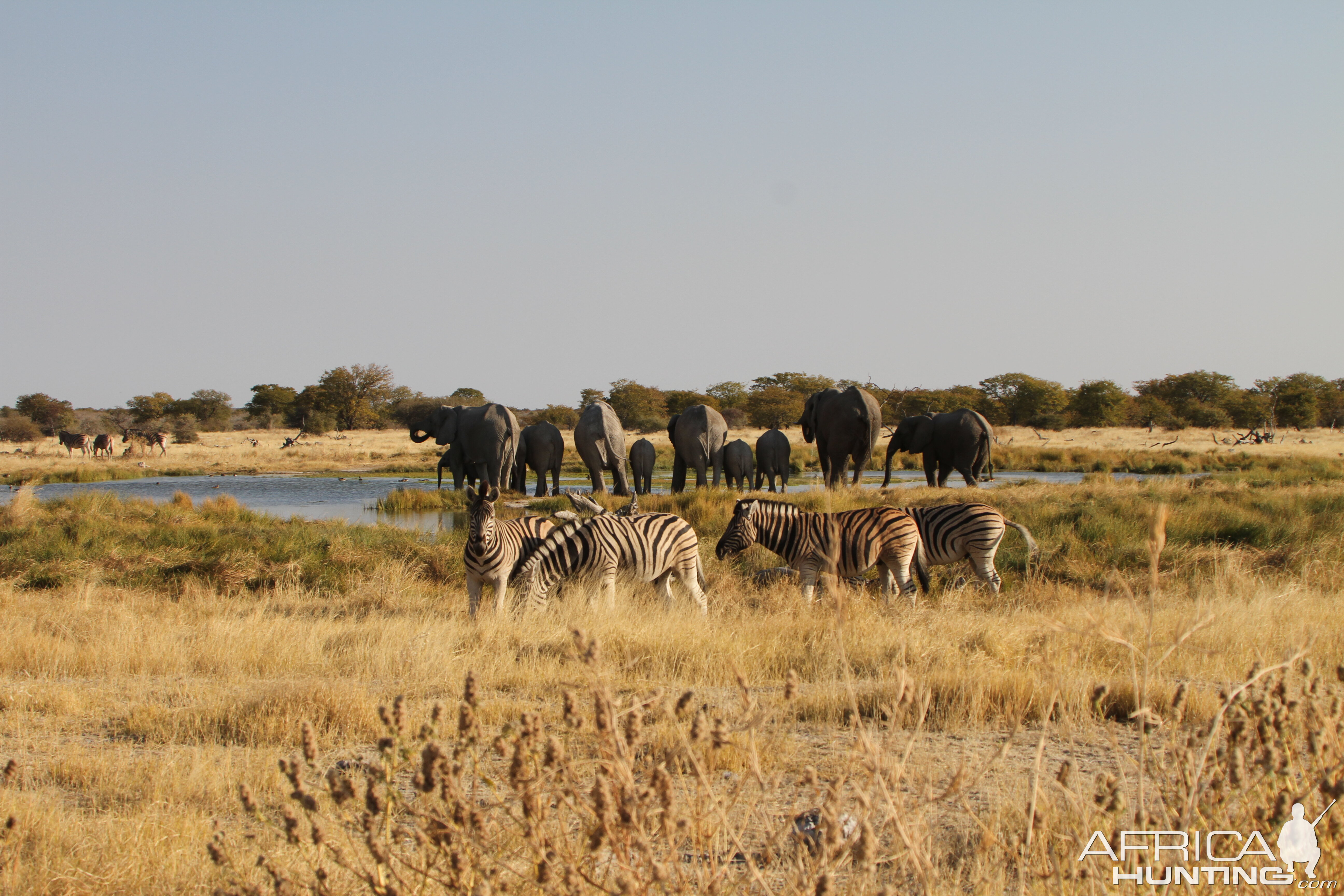 Elephant at Etosha National Park