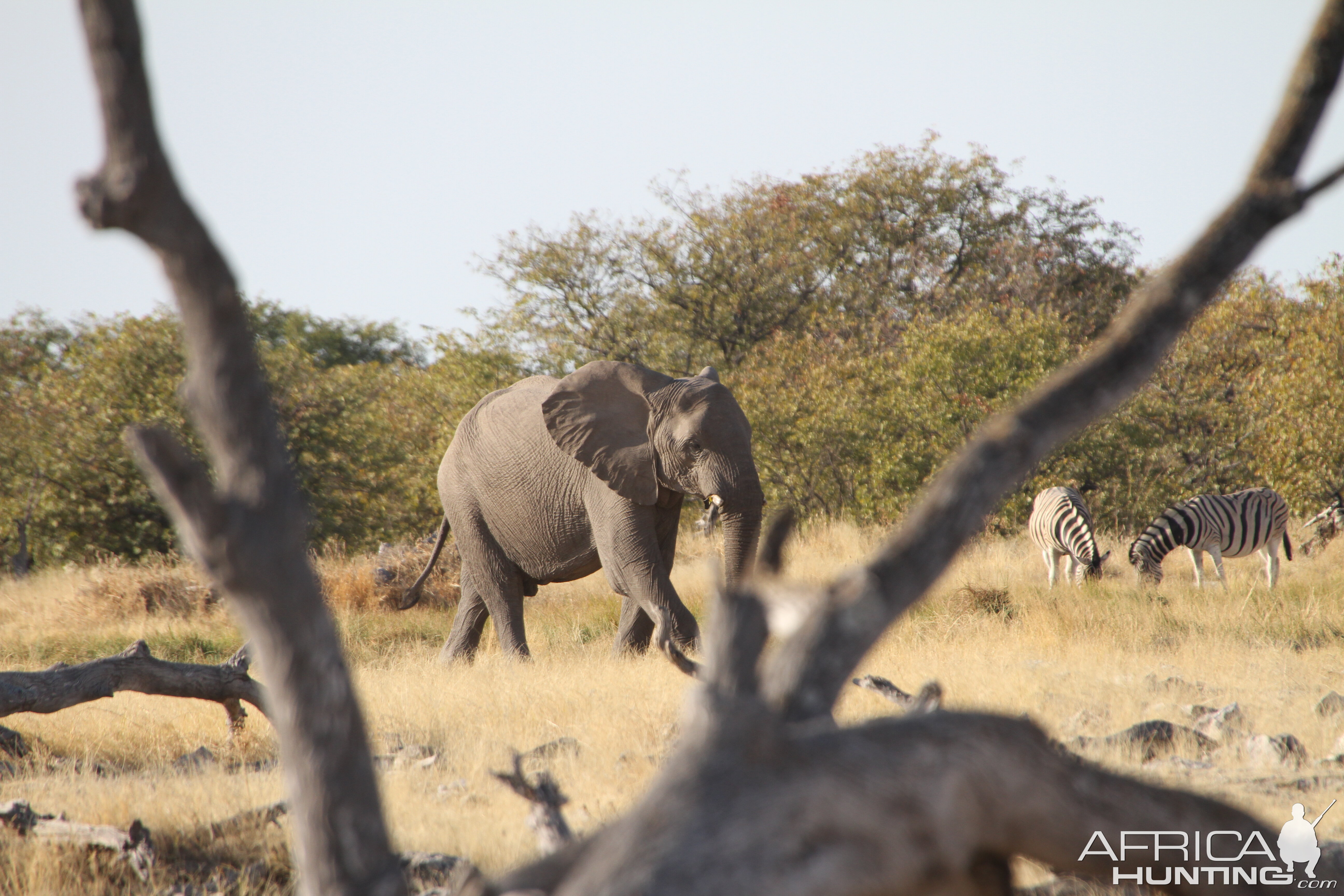 Elephant at Etosha National Park