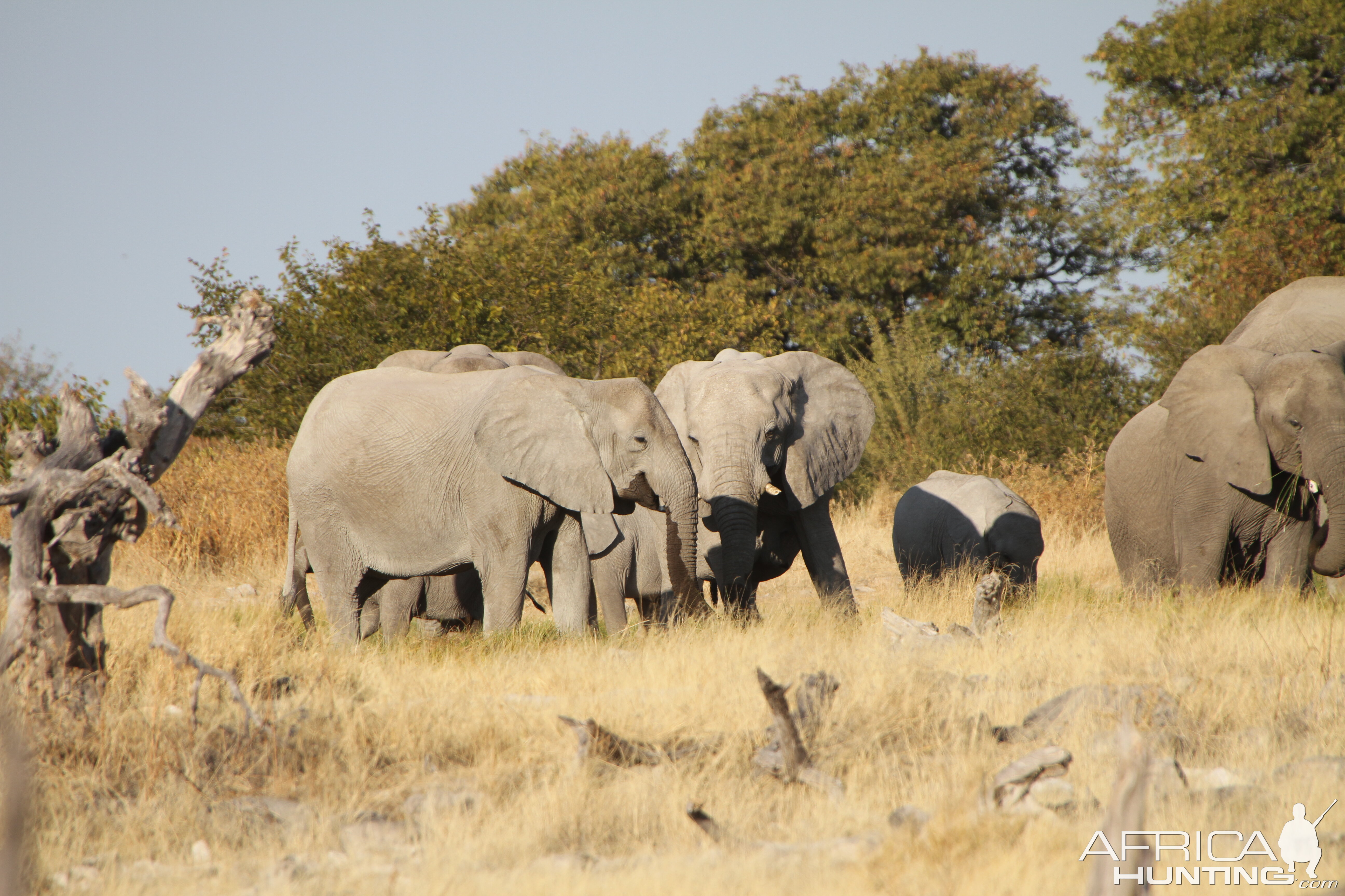 Elephant at Etosha National Park