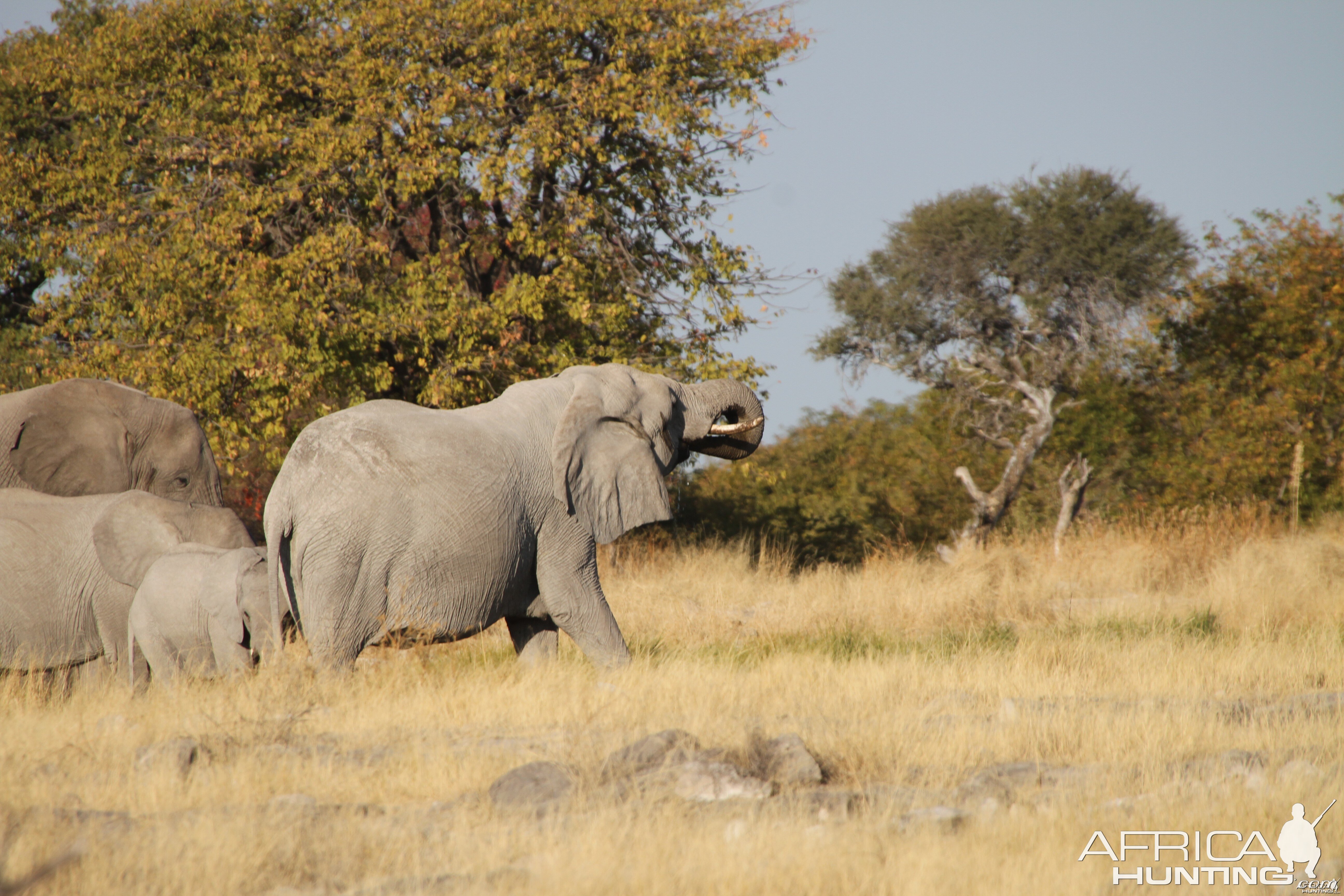 Elephant at Etosha National Park