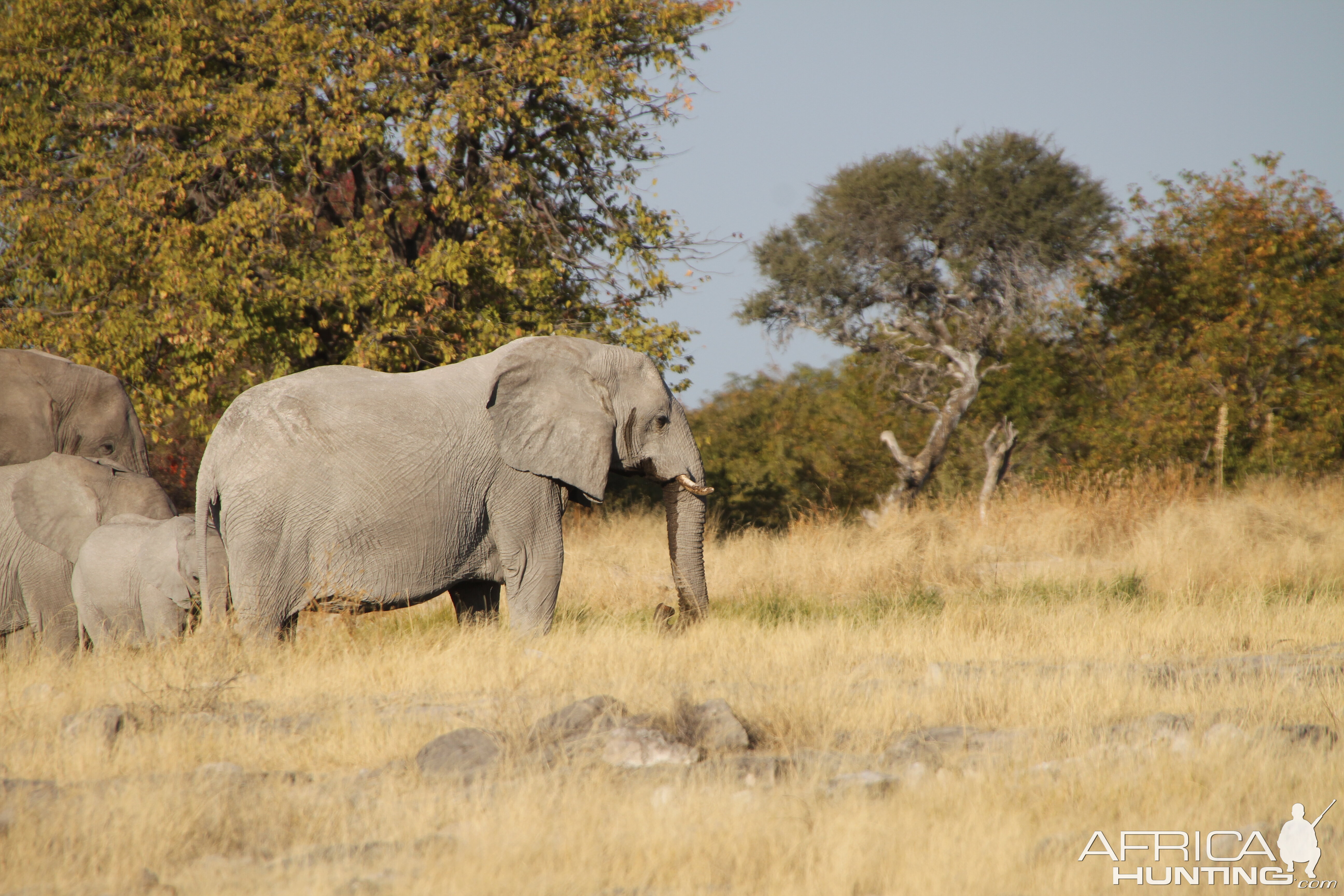 Elephant at Etosha National Park