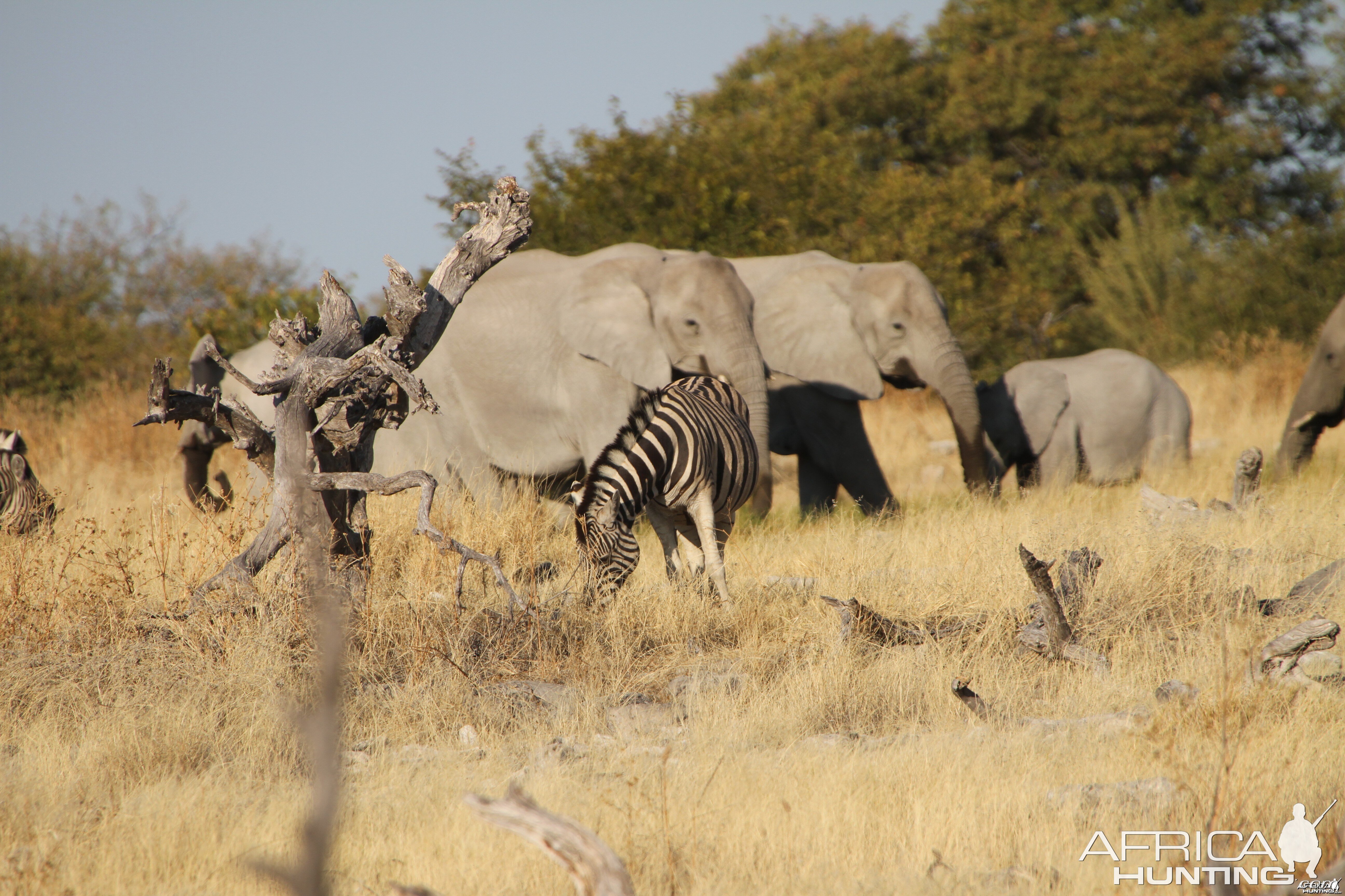 Elephant at Etosha National Park