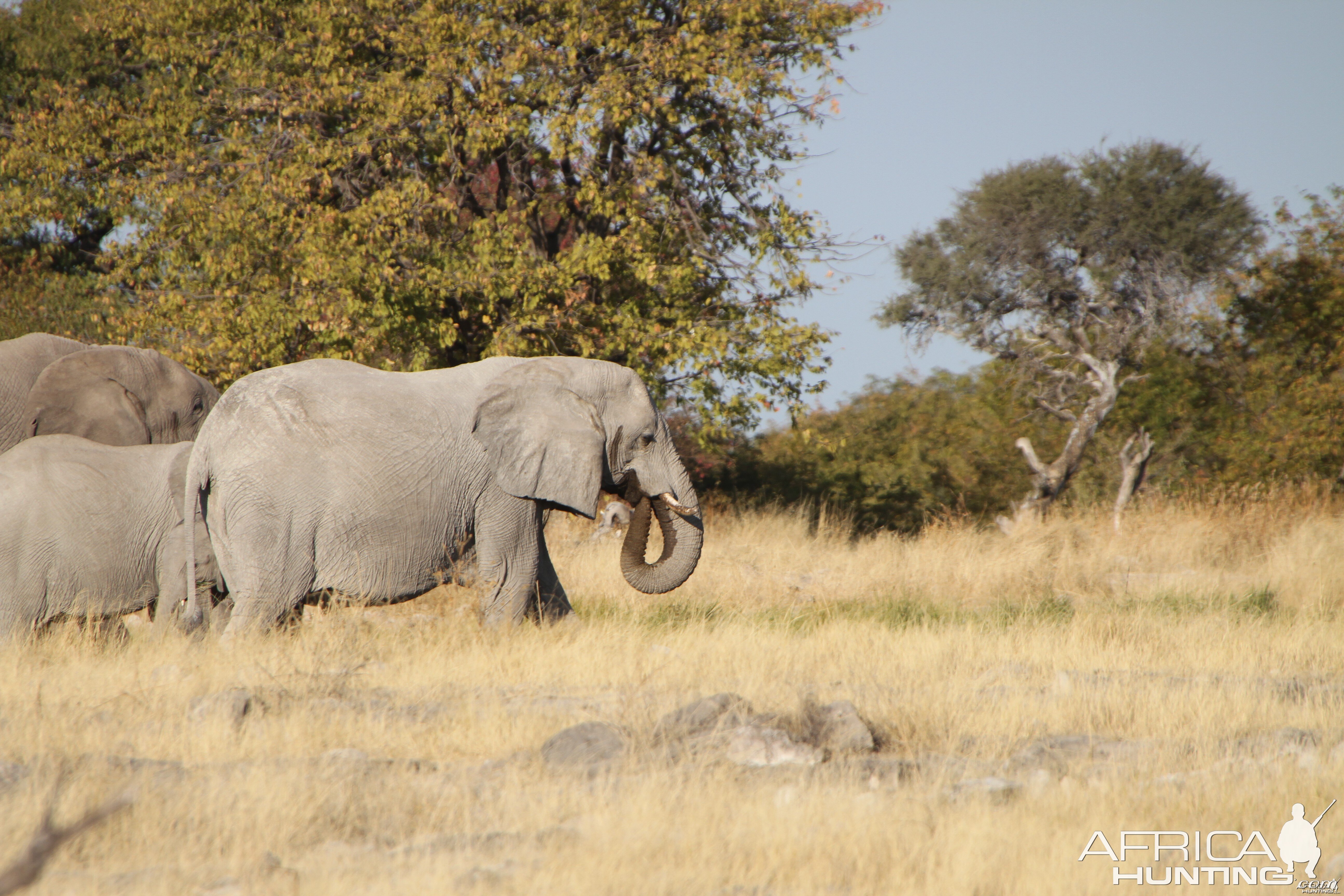 Elephant at Etosha National Park