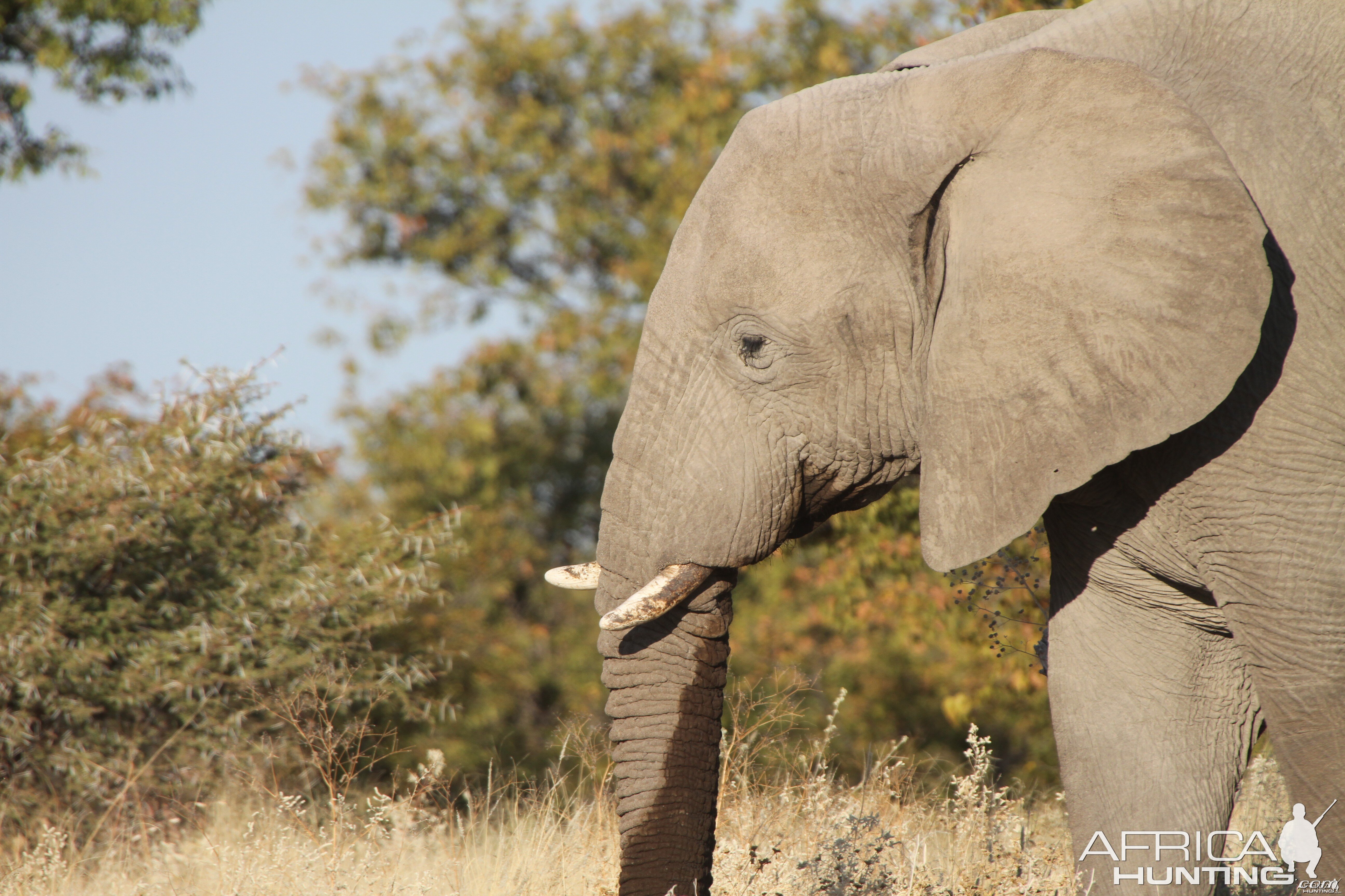 Elephant at Etosha National Park