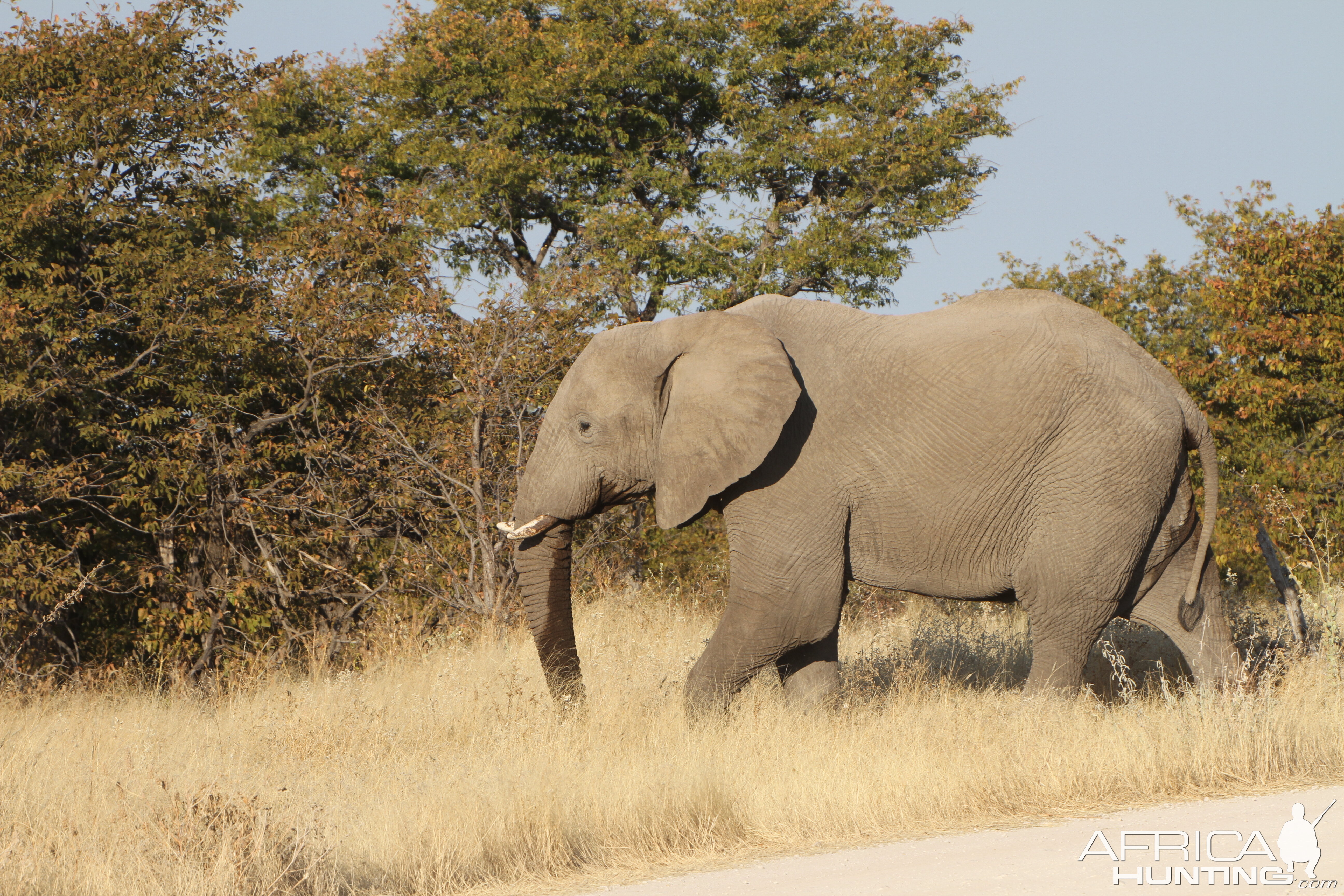 Elephant at Etosha National Park