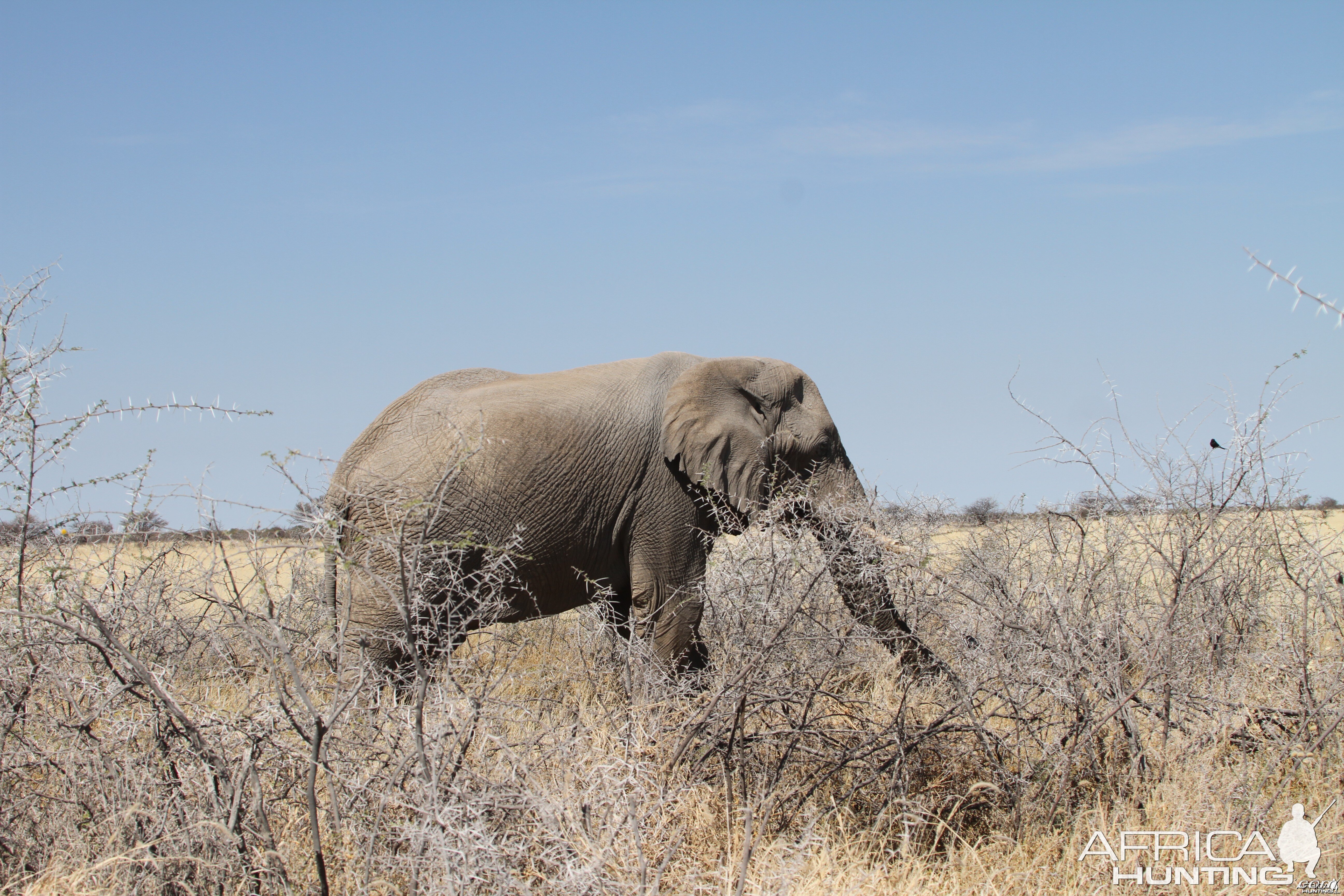 Elephant at Etosha National Park