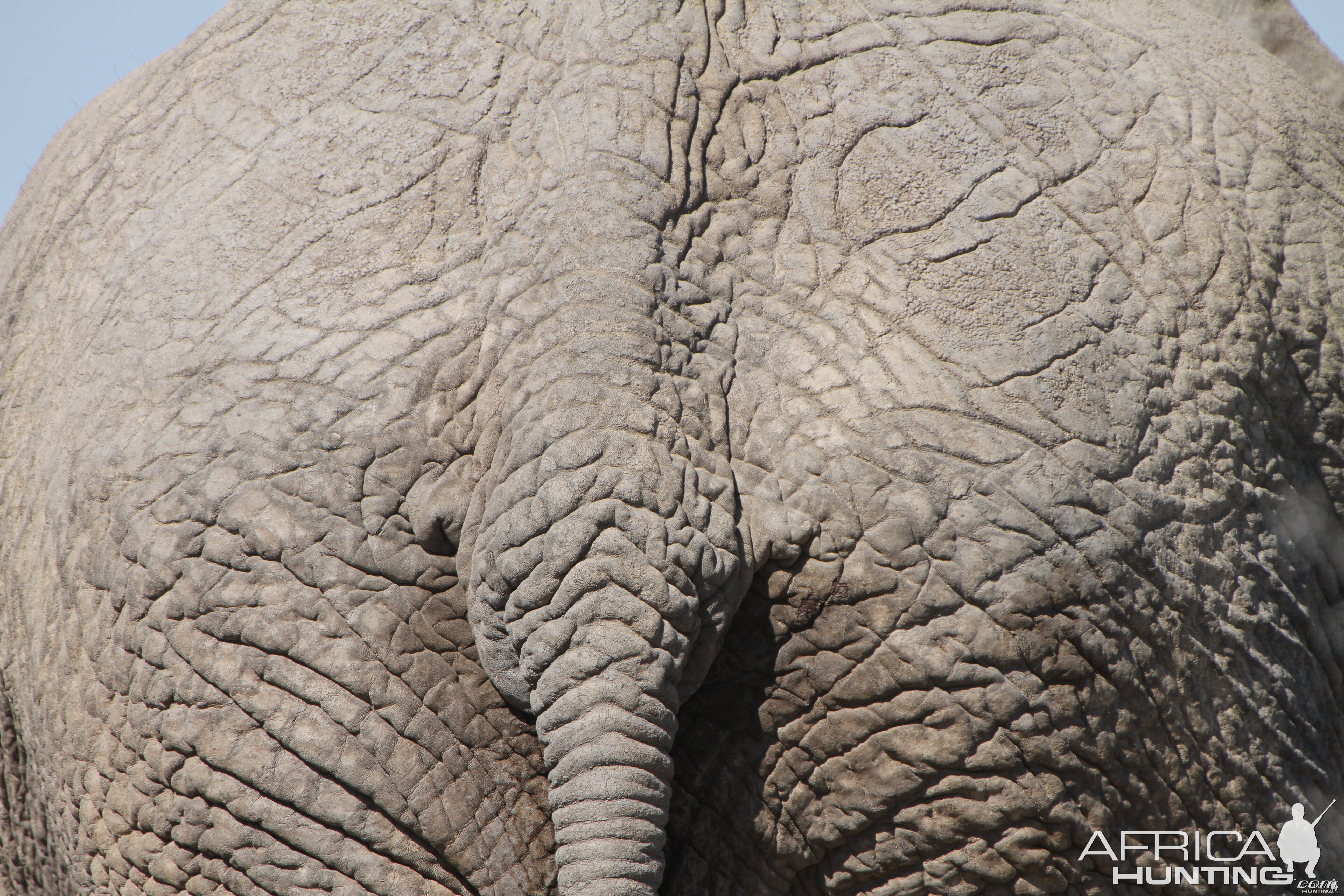 Elephant at Etosha National Park