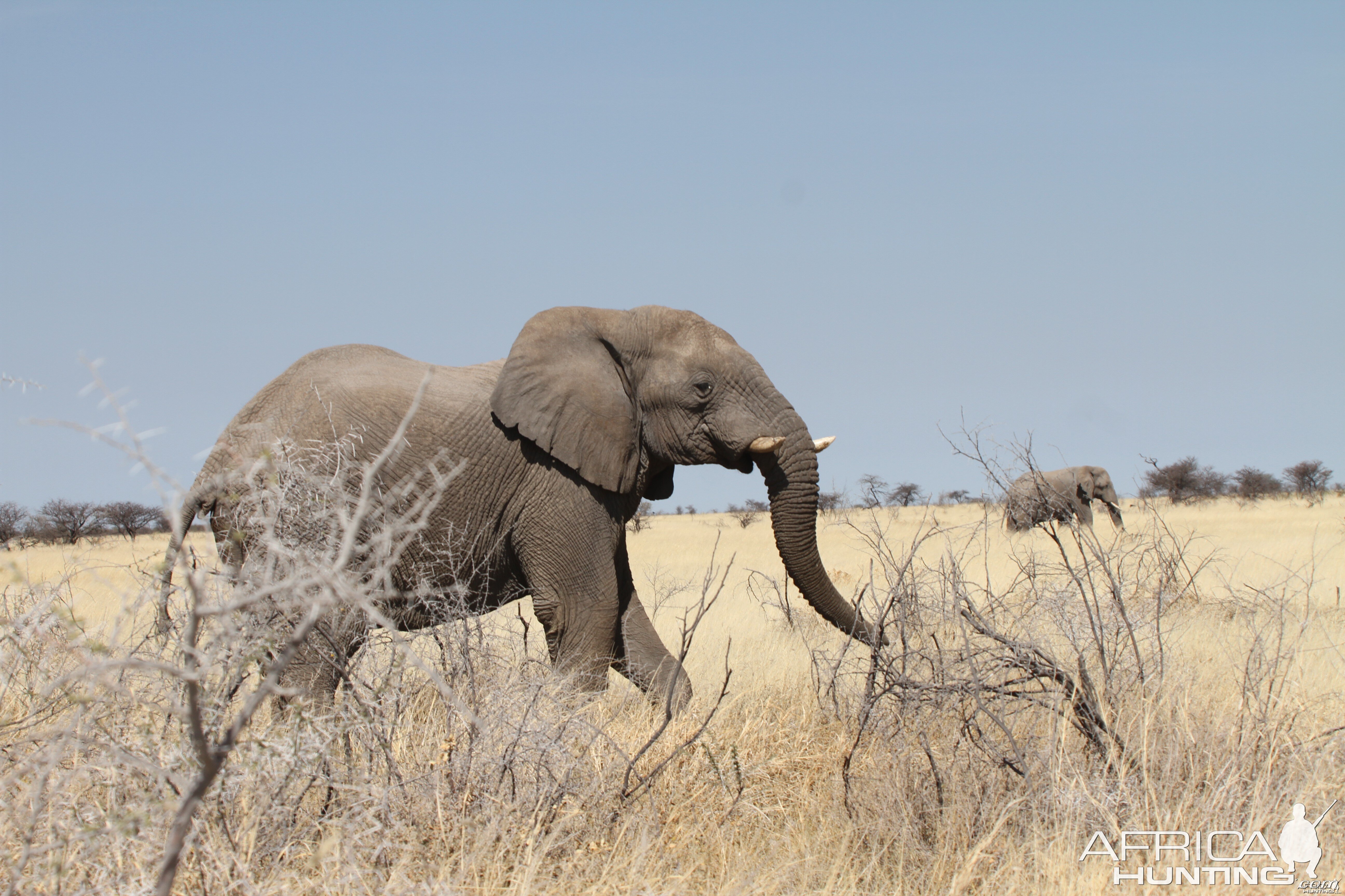 Elephant at Etosha National Park