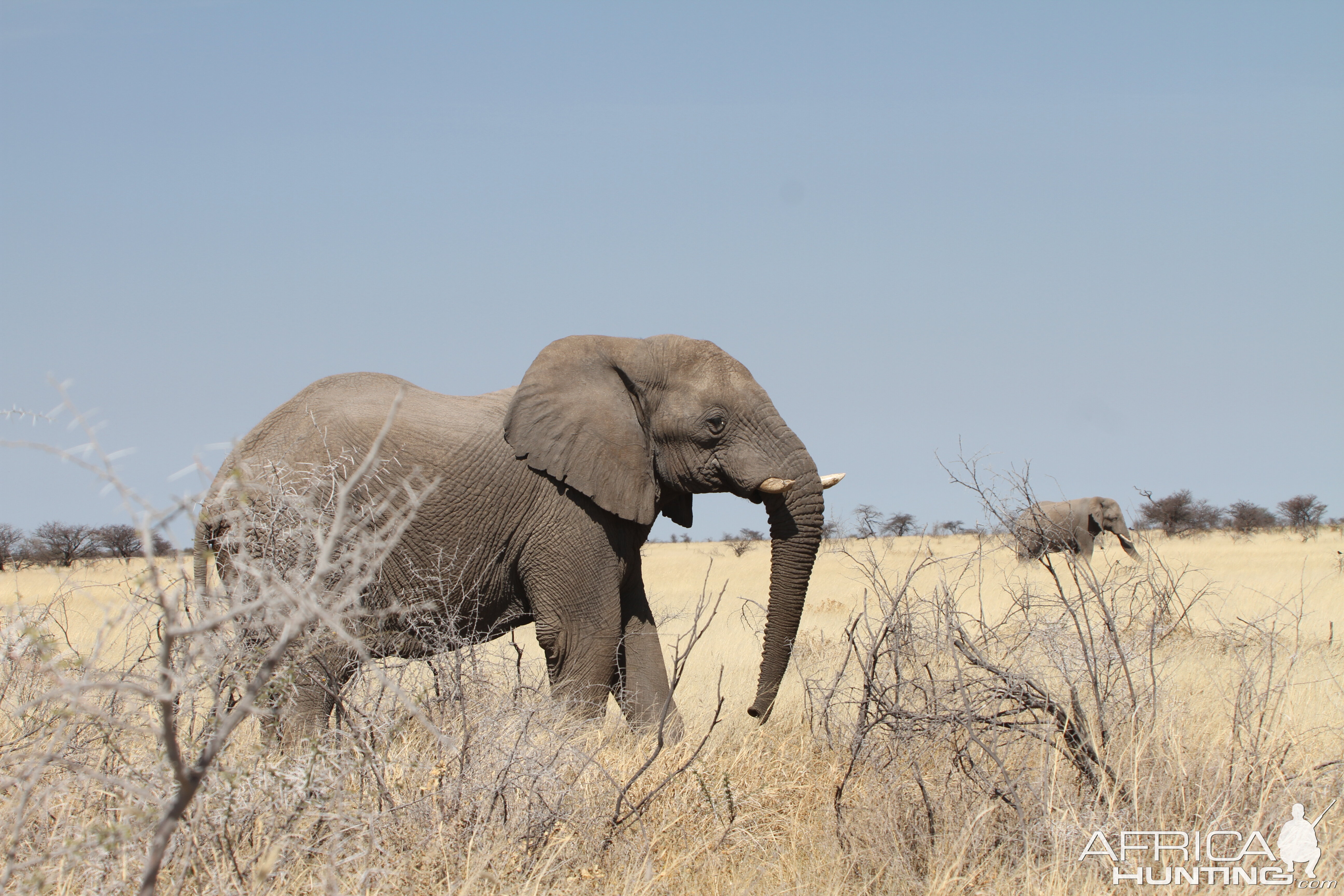 Elephant at Etosha National Park