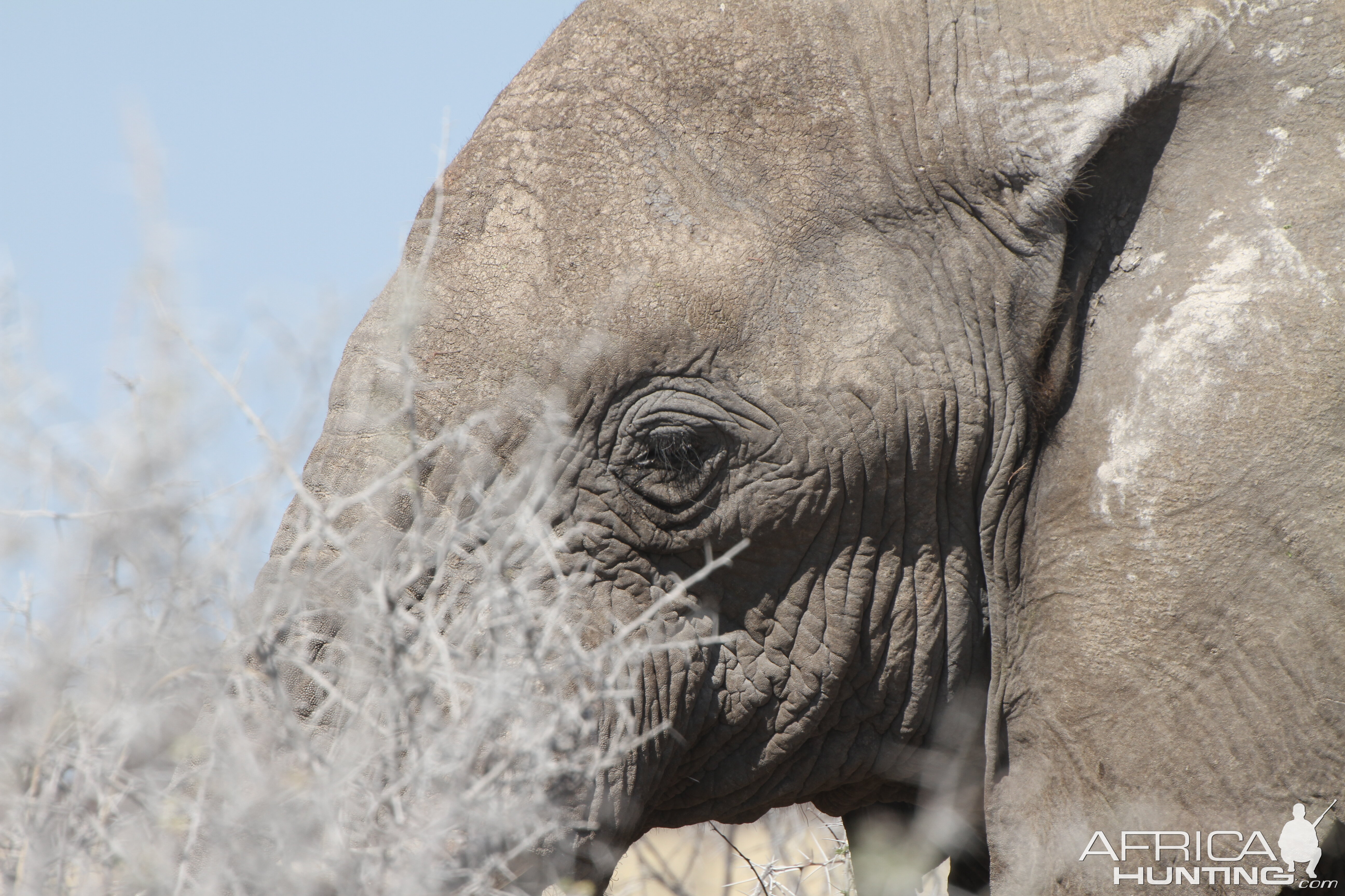 Elephant at Etosha National Park