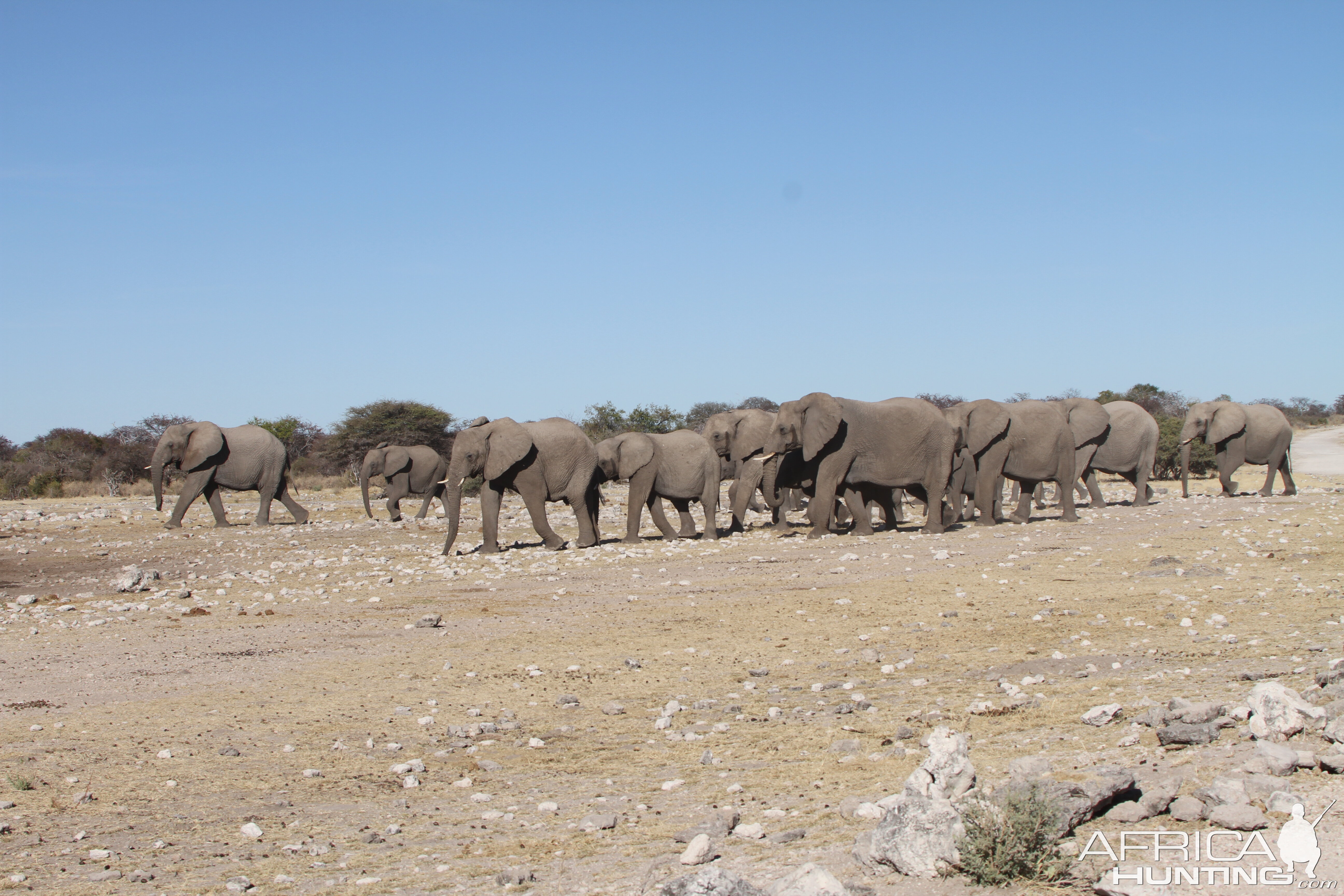 Elephant at Etosha National Park