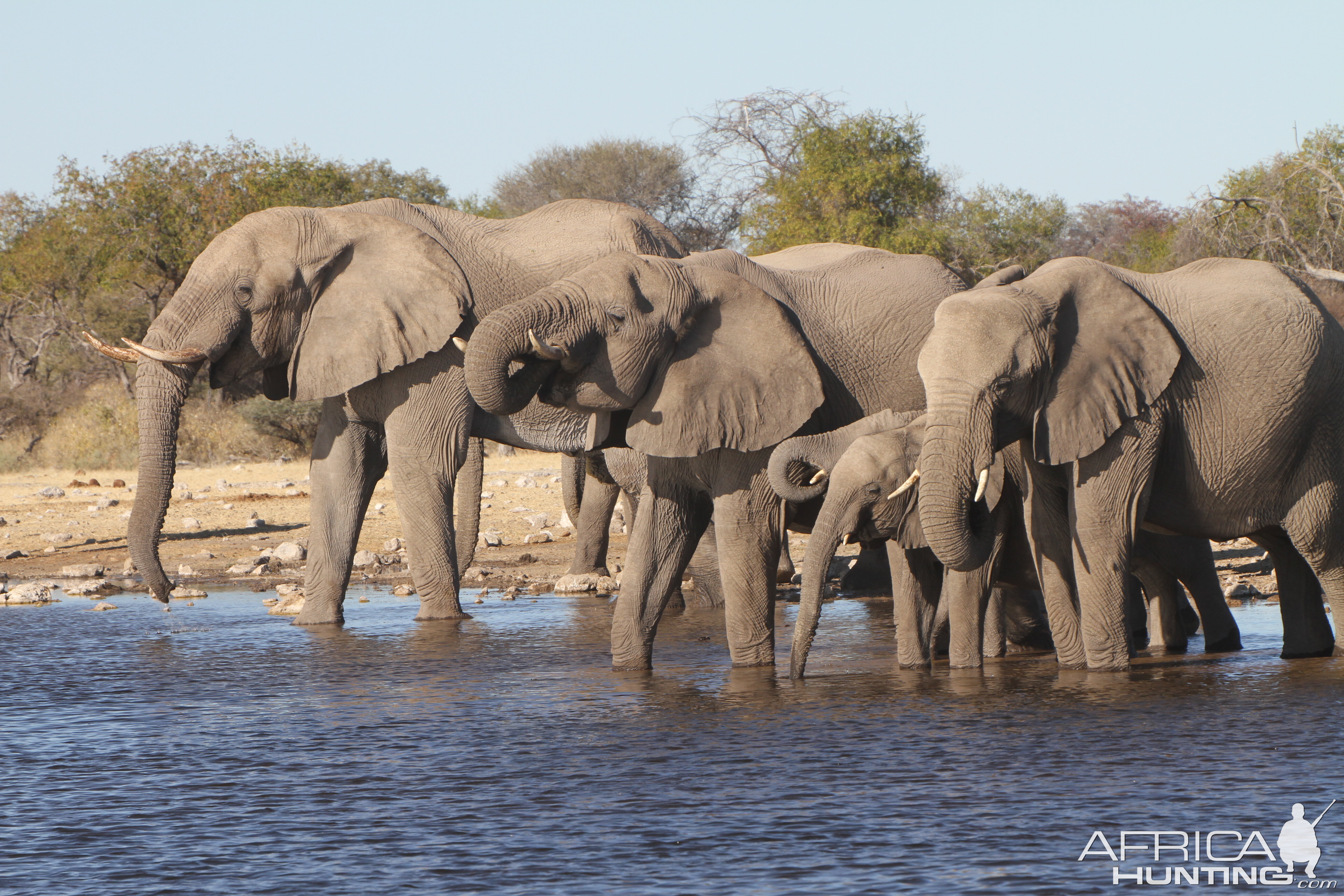 Elephant at Etosha National Park