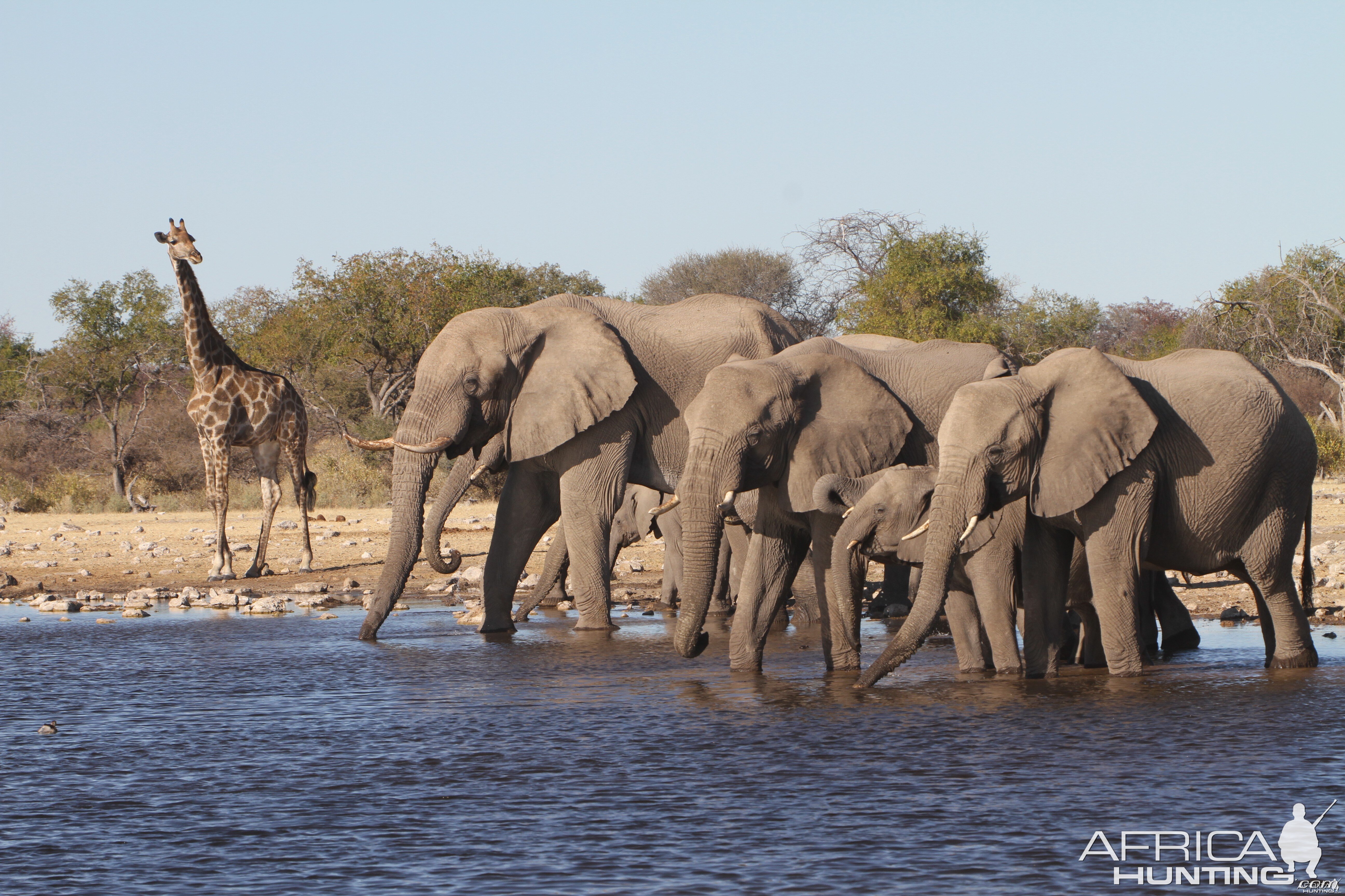 Elephant at Etosha National Park