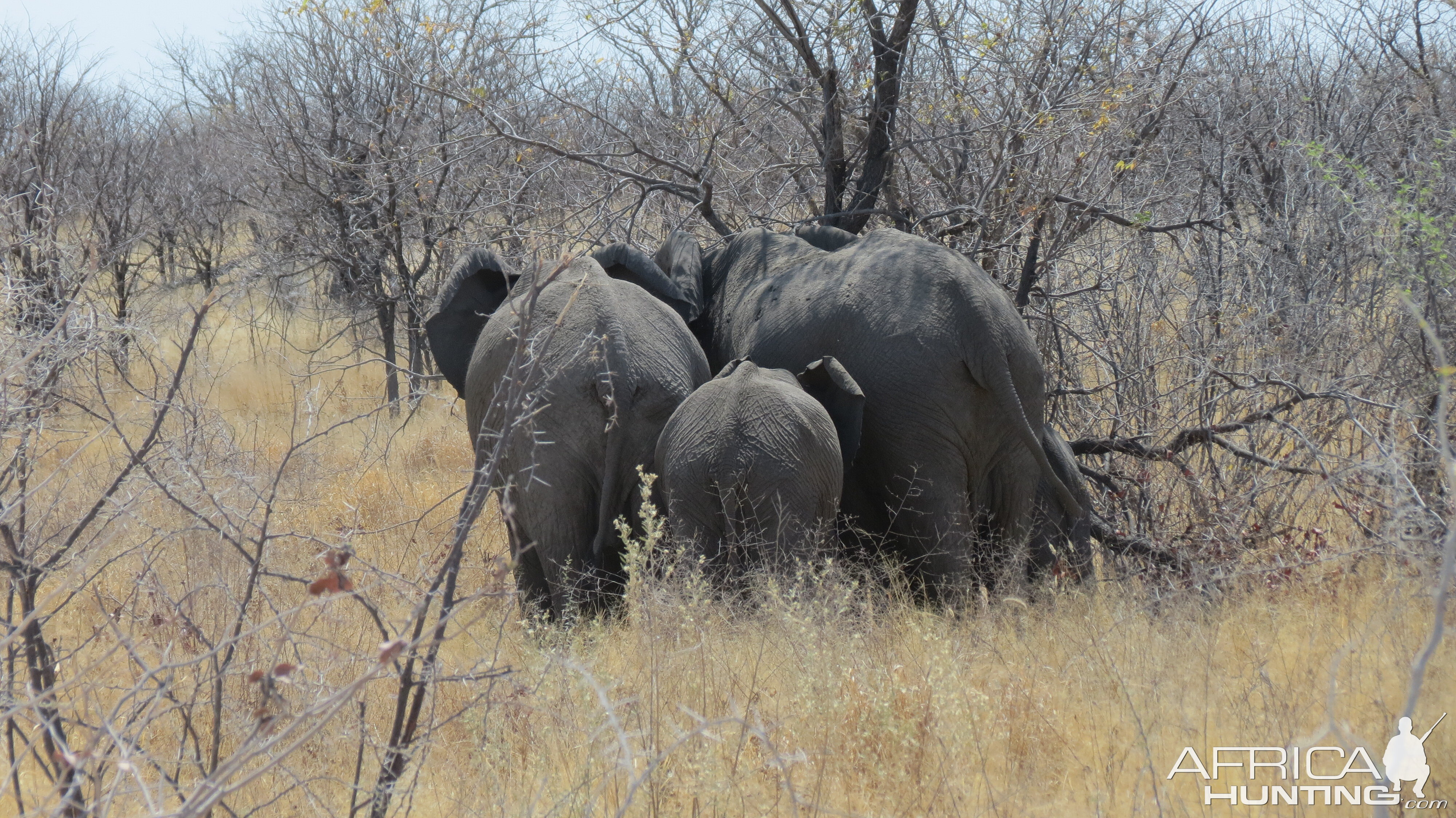 Elephant at Etosha National Park