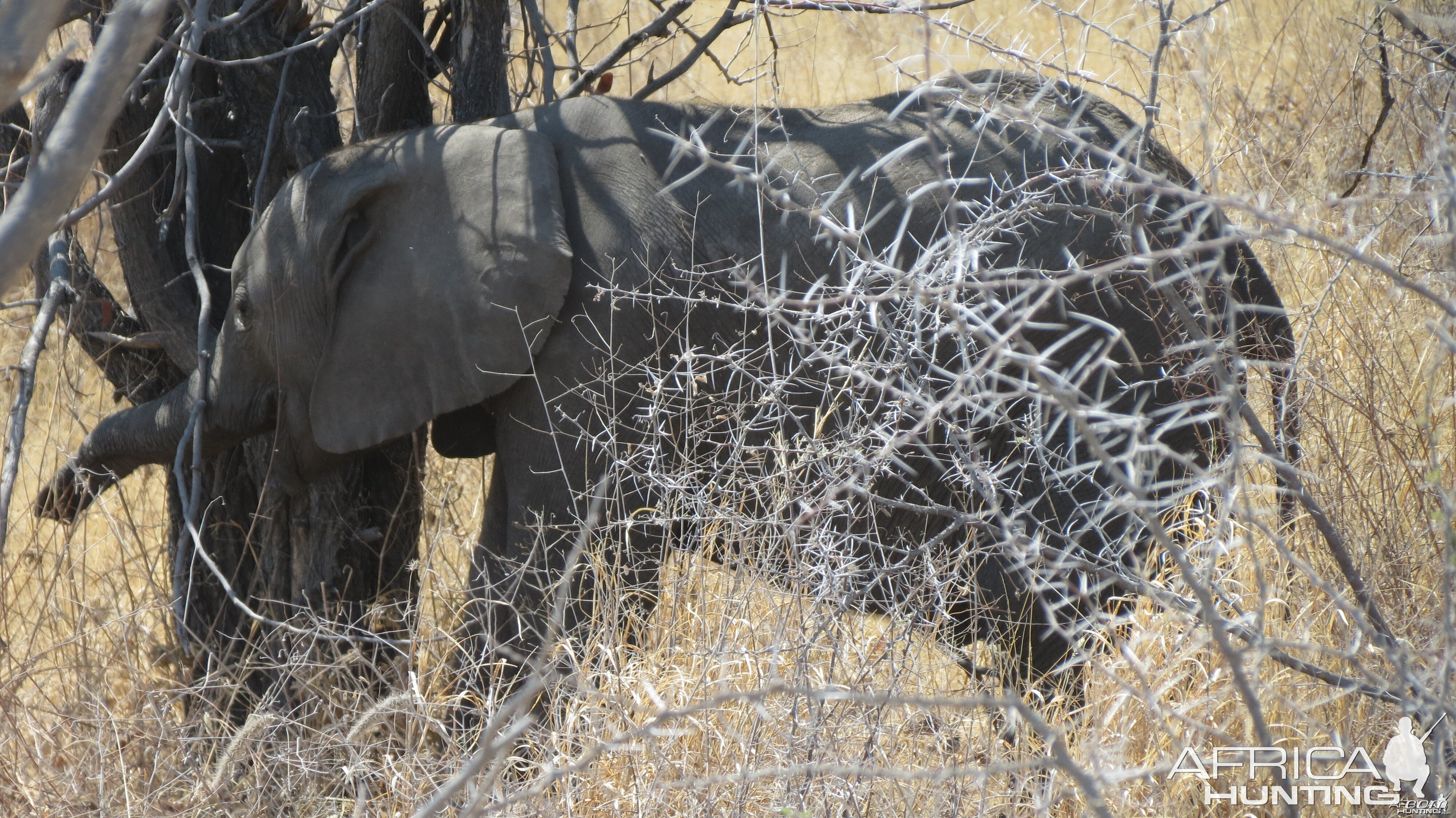 Elephant at Etosha National Park