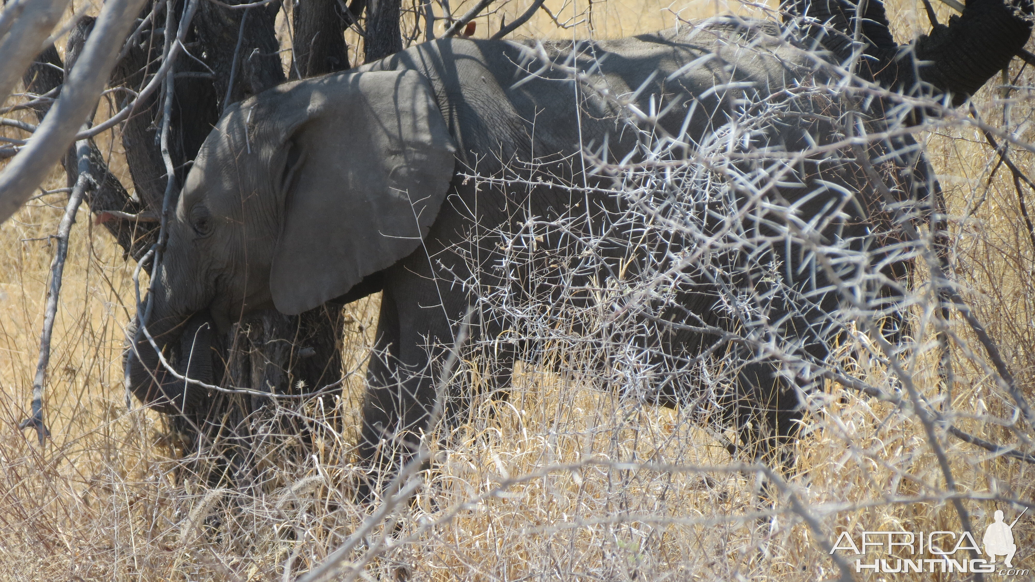 Elephant at Etosha National Park