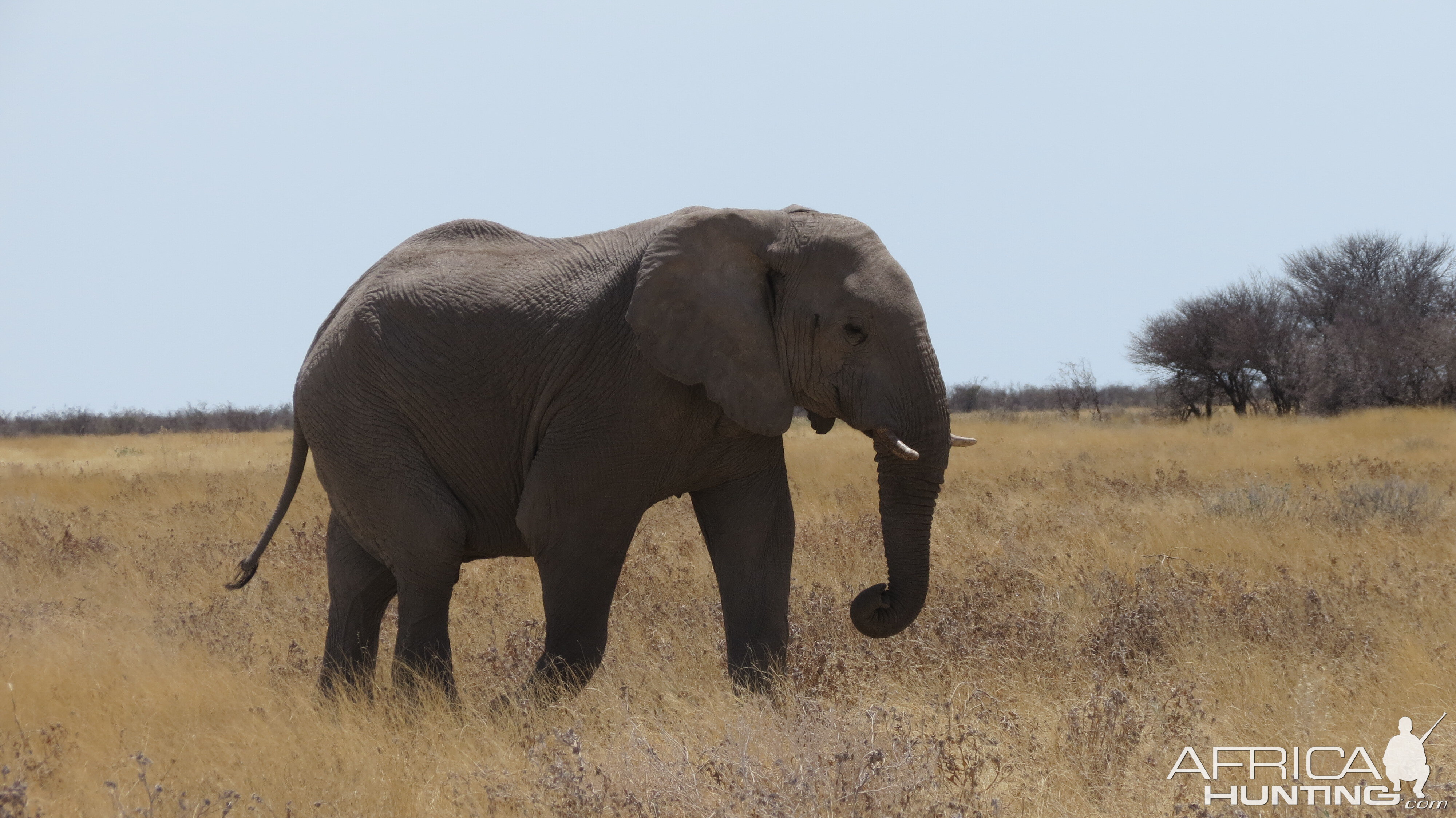 Elephant at Etosha National Park